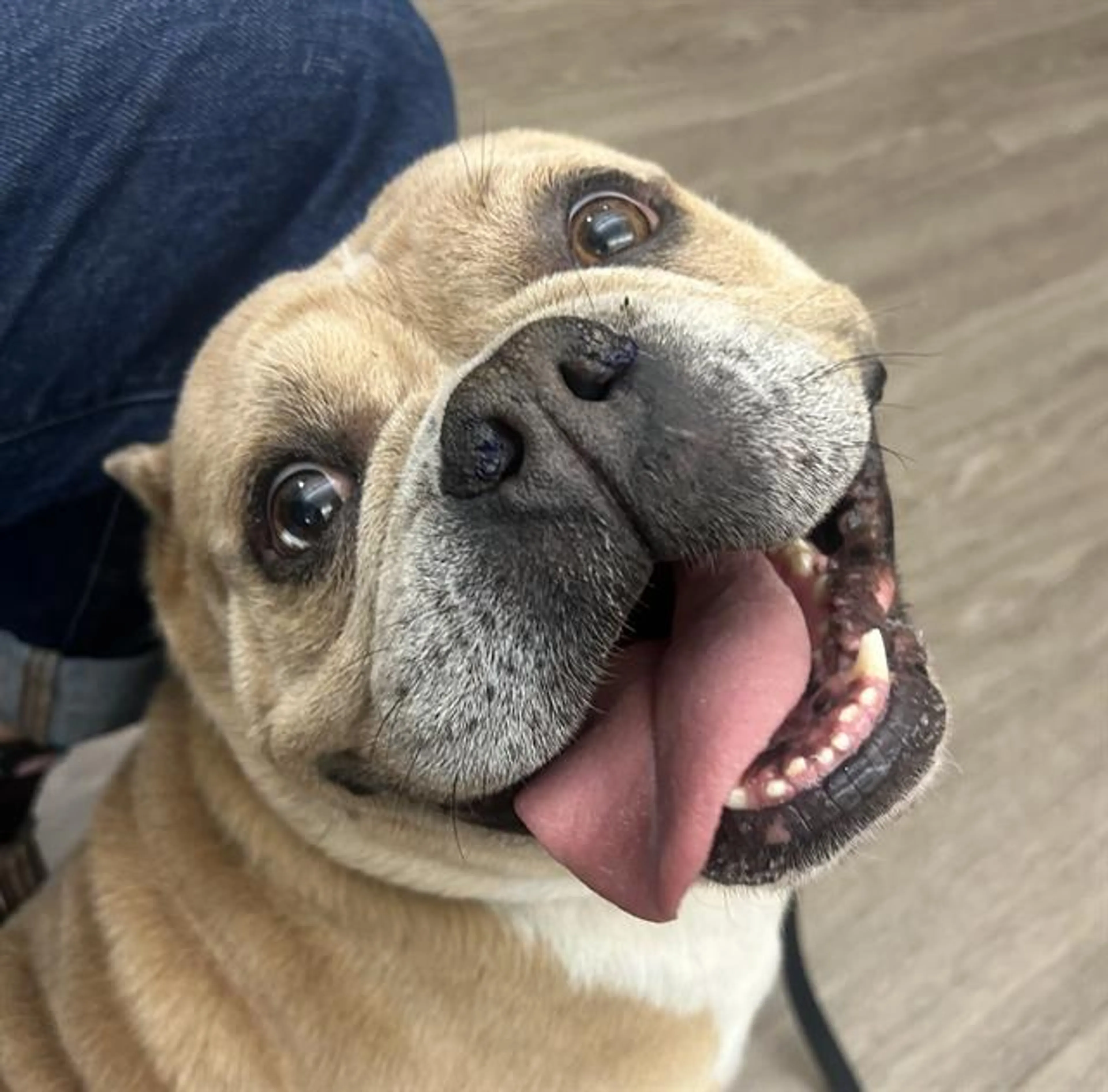 Found pet