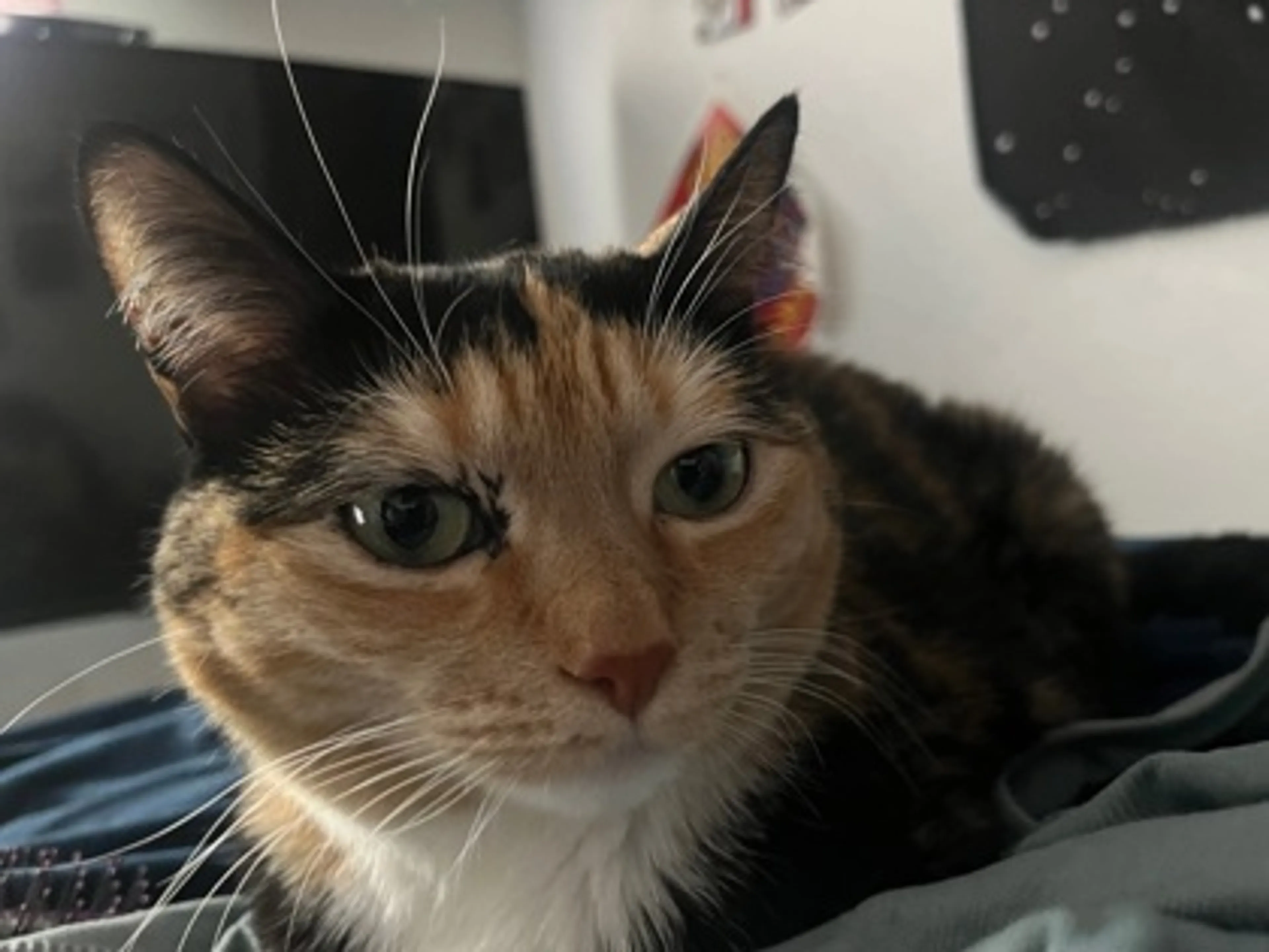 Found pet