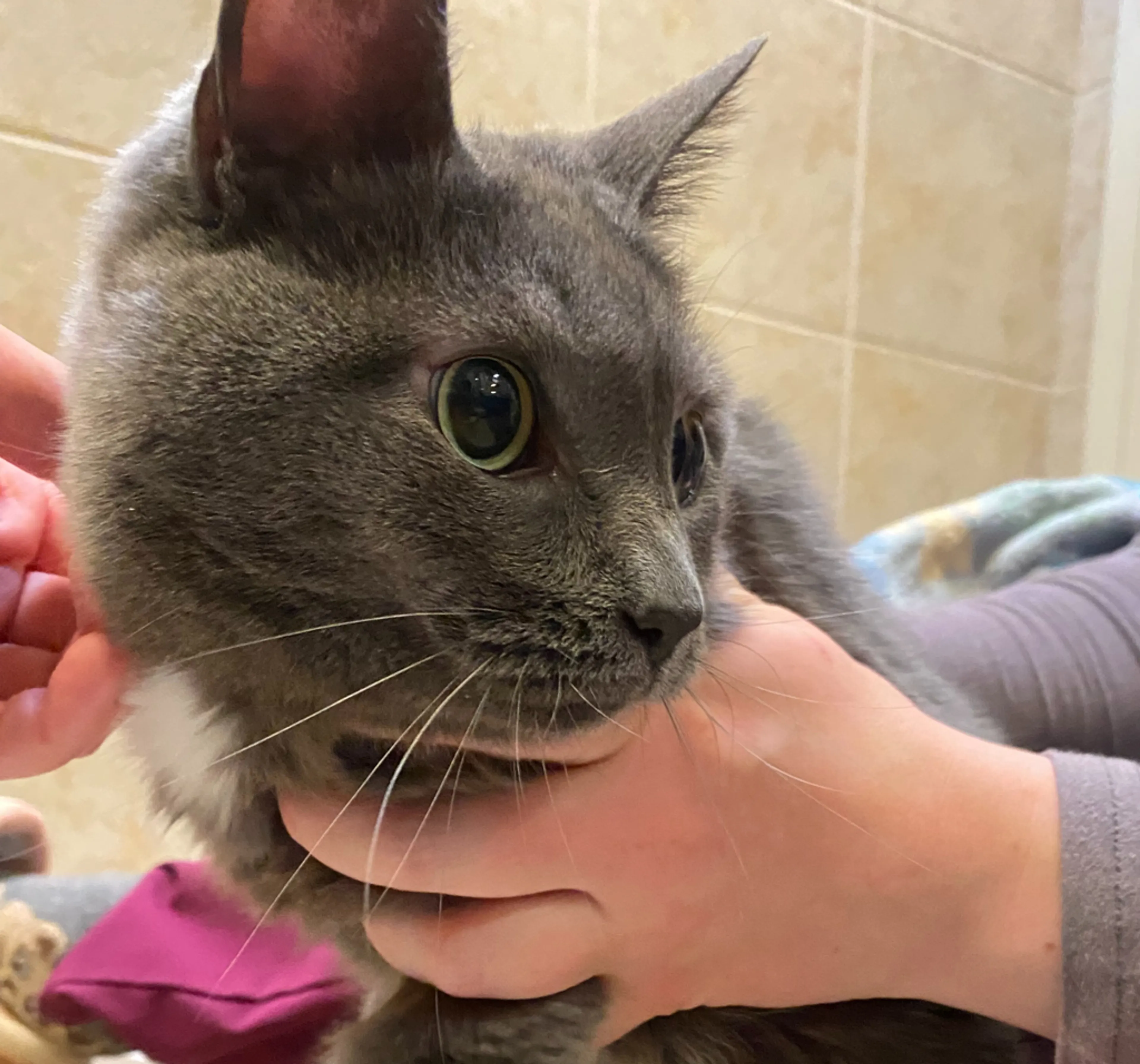 Found pet-1