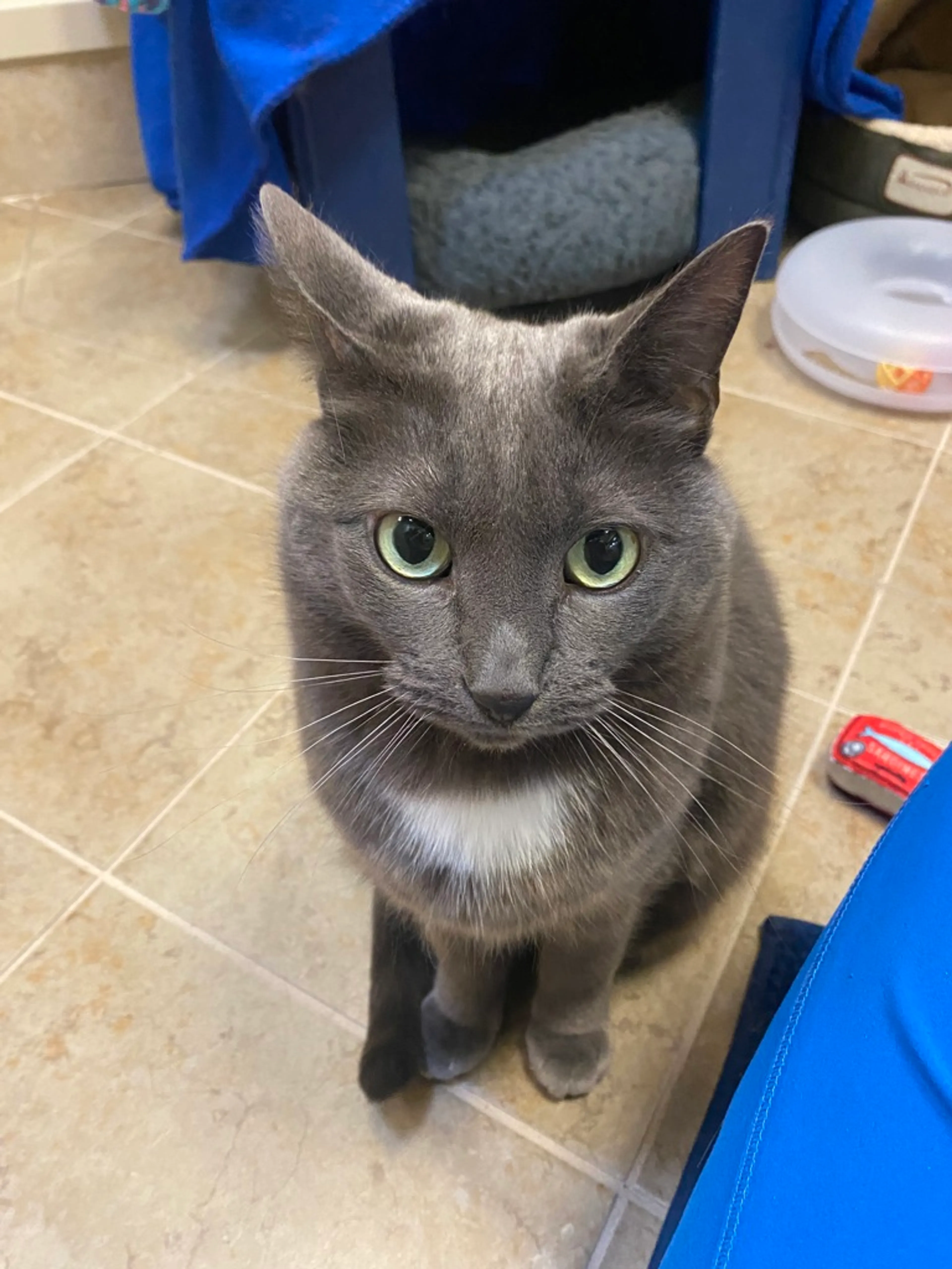 Found pet-1