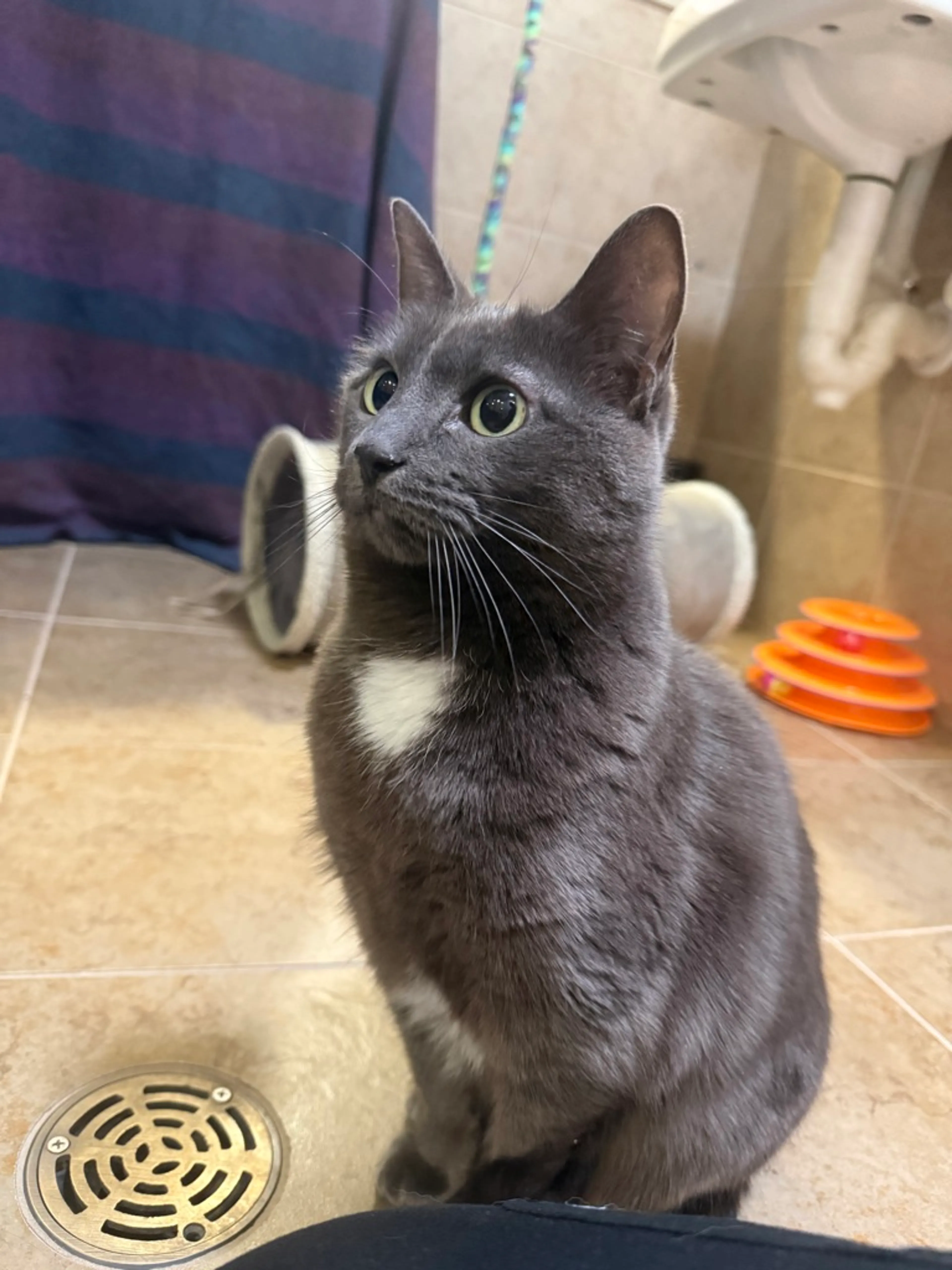 Found pet-2