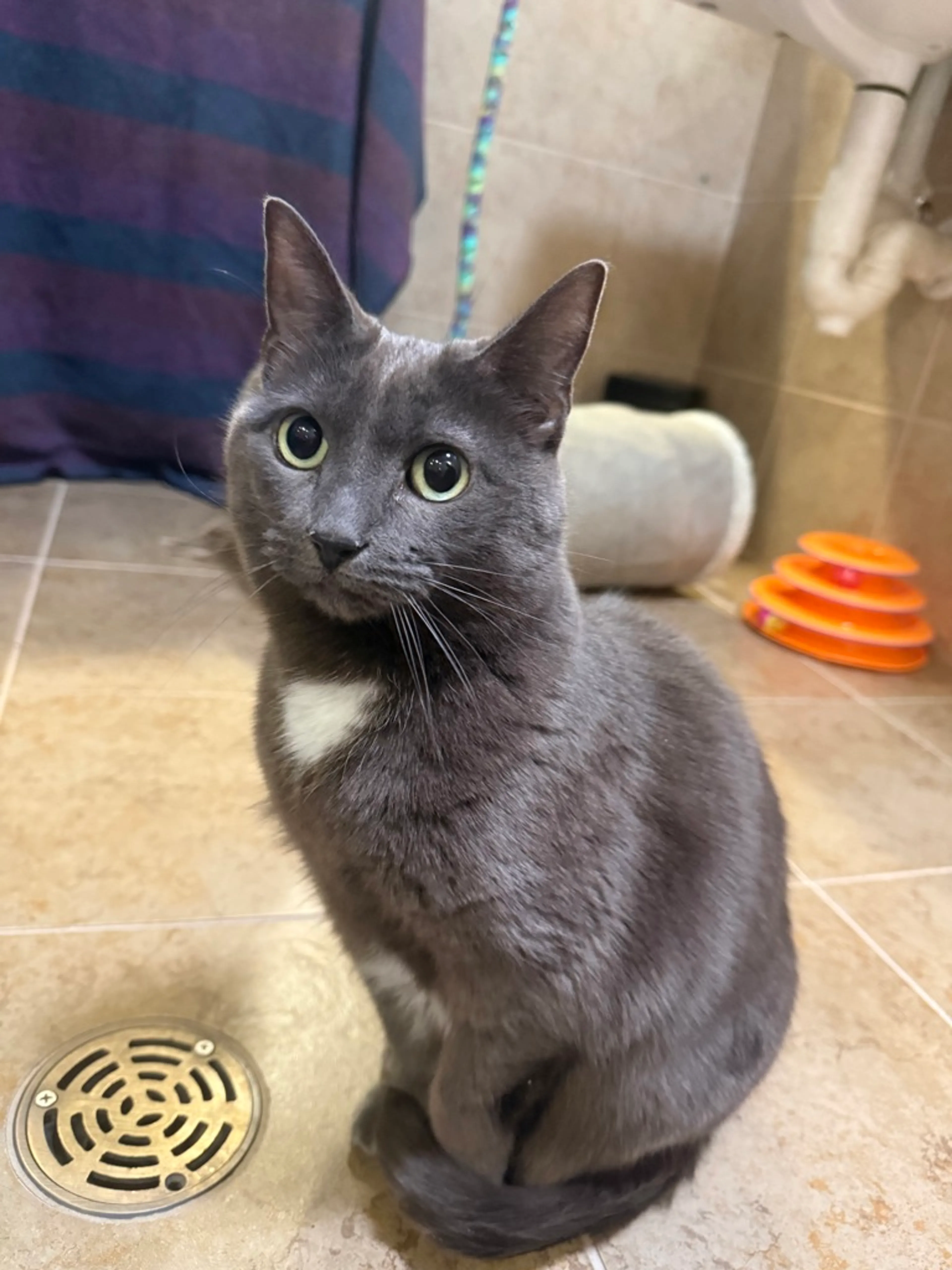 Found pet-0