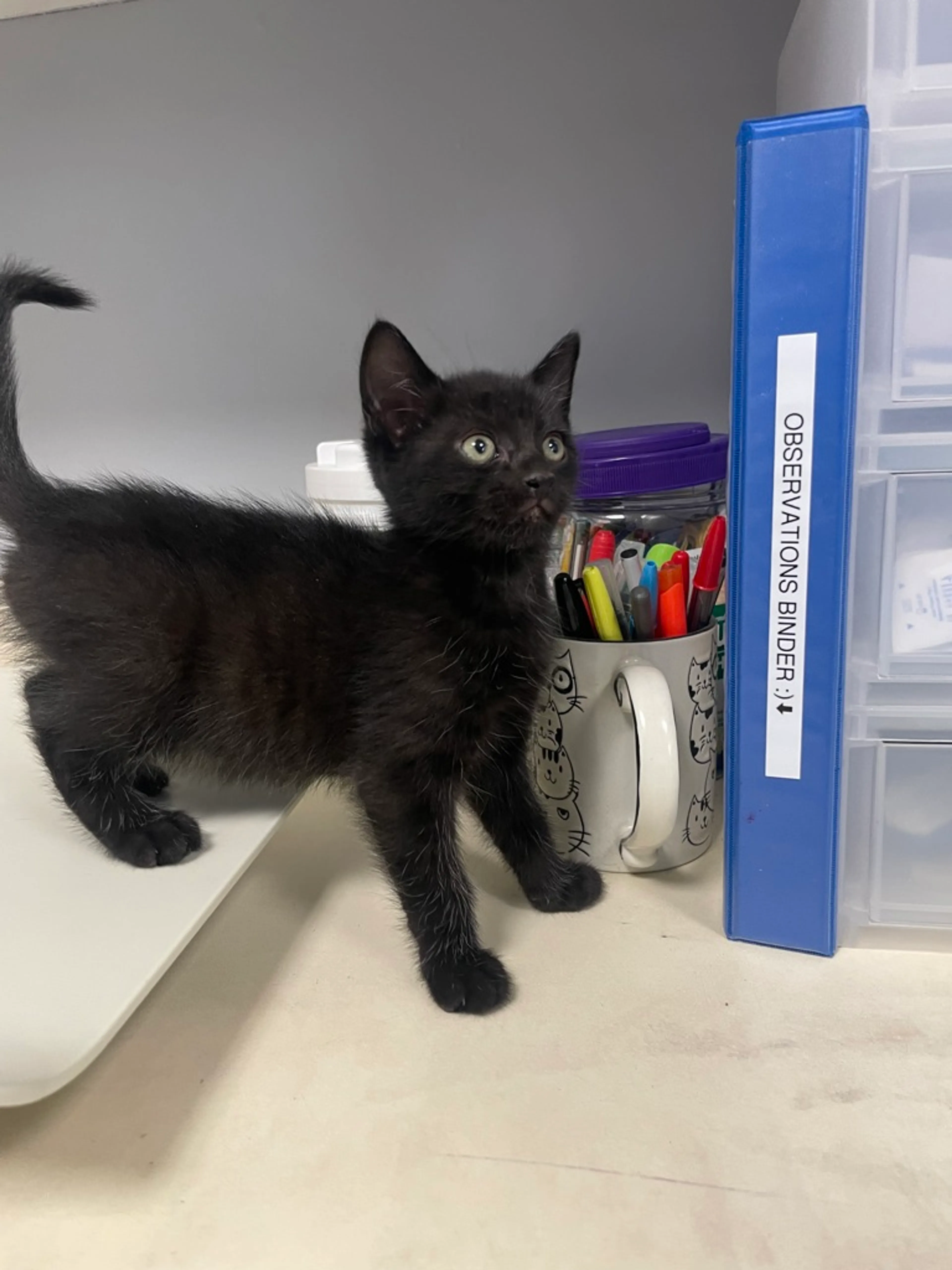Found pet-2