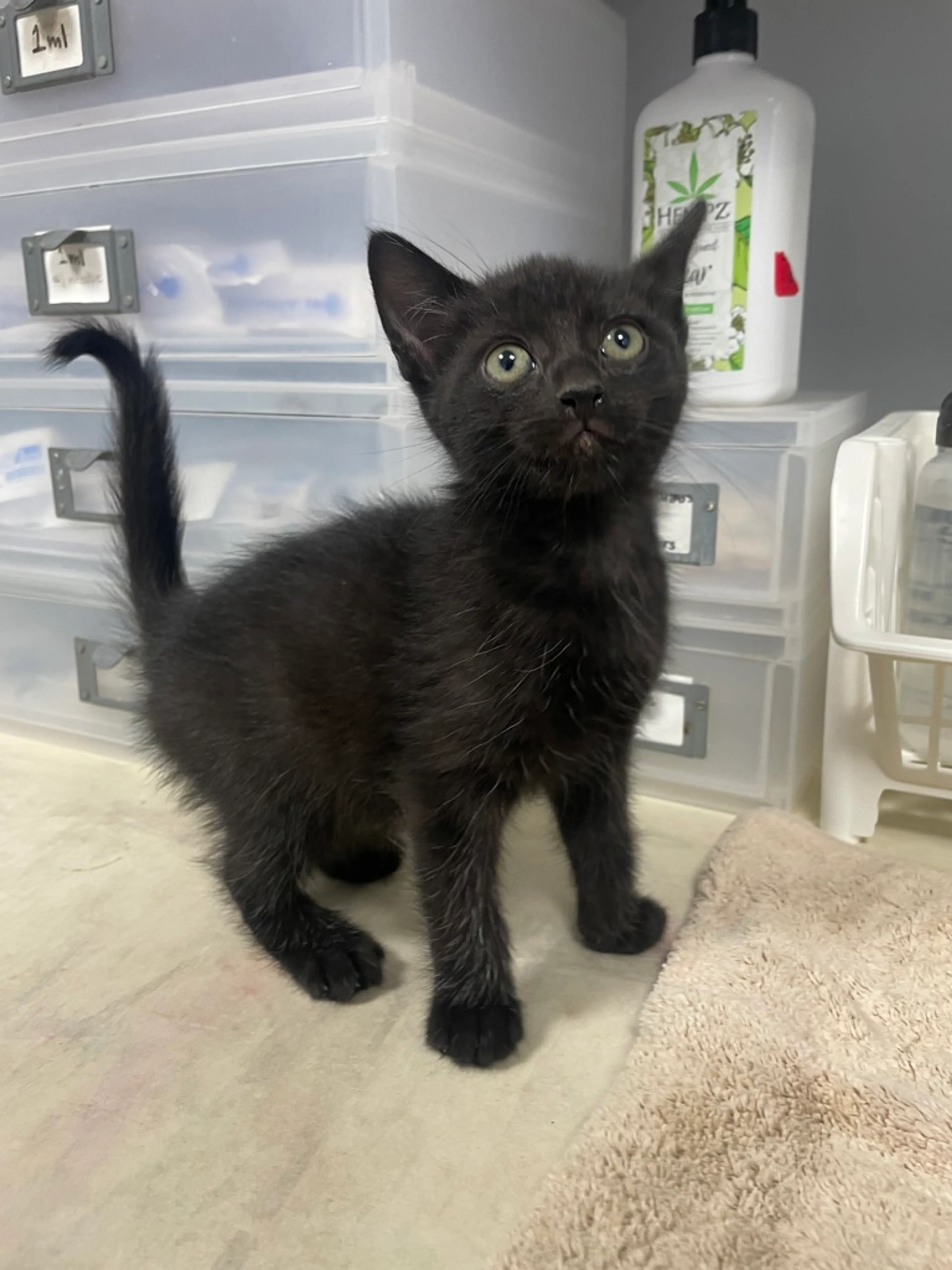 Found pet-1