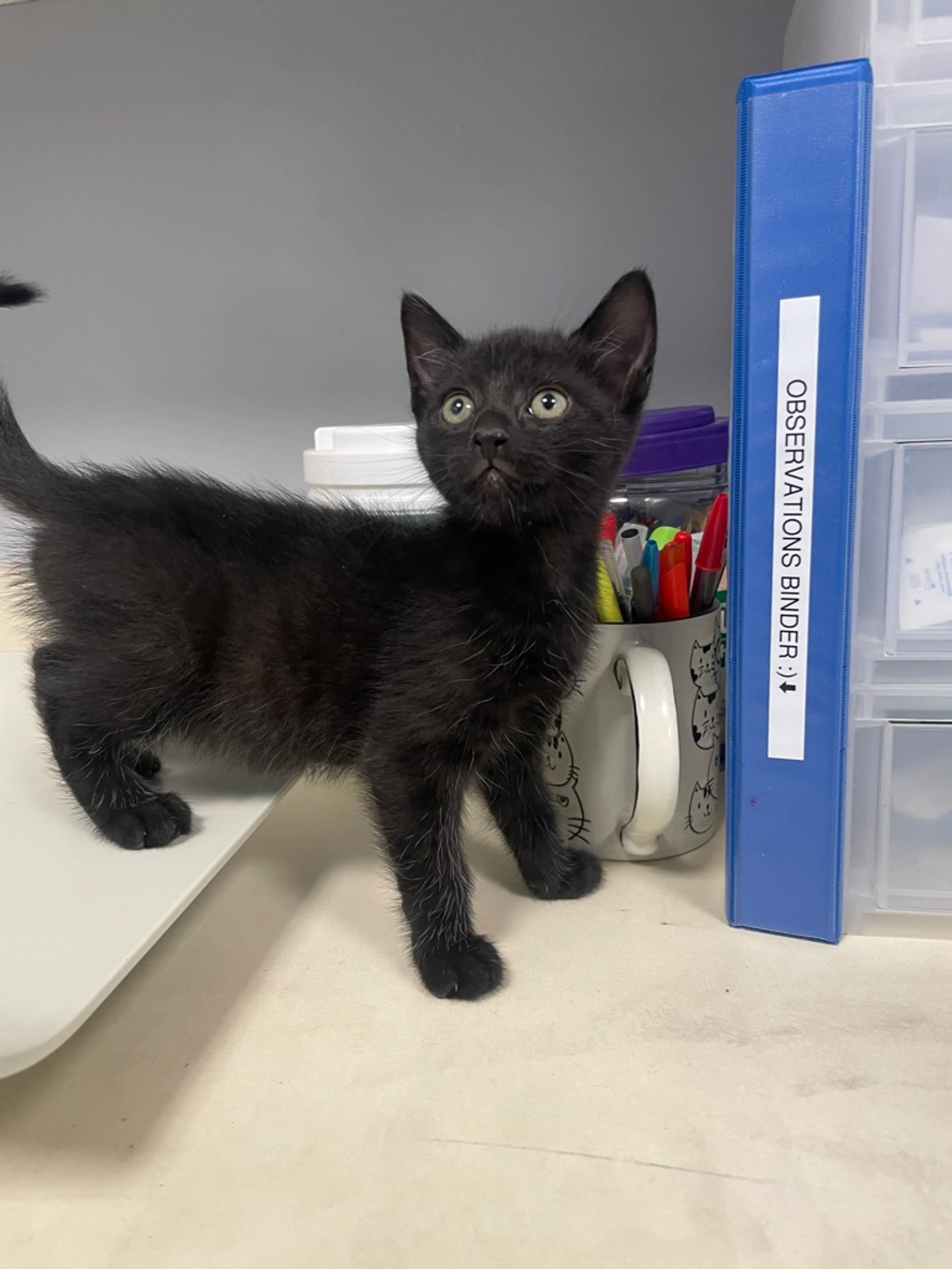 Found pet-0