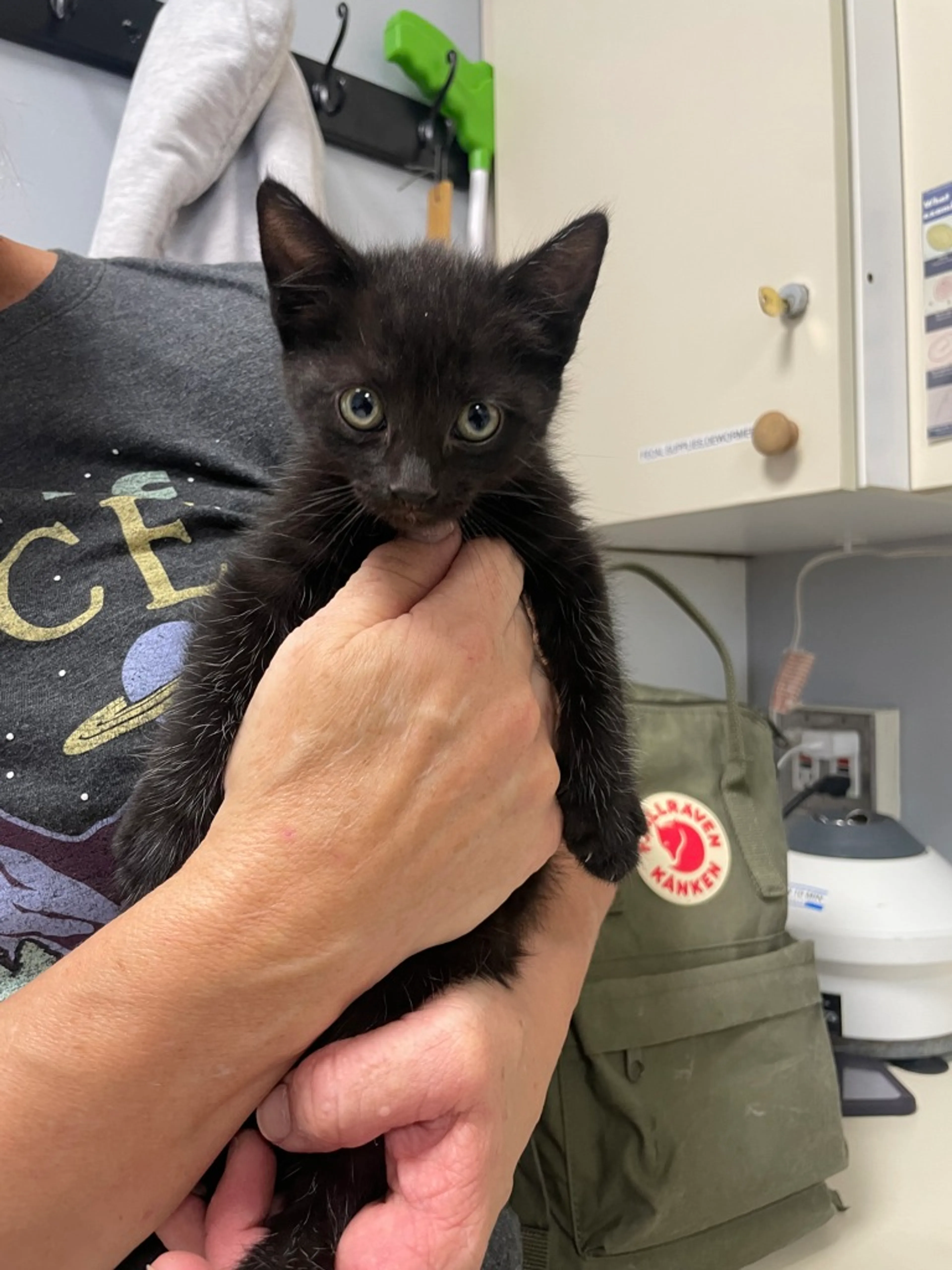Found pet-2