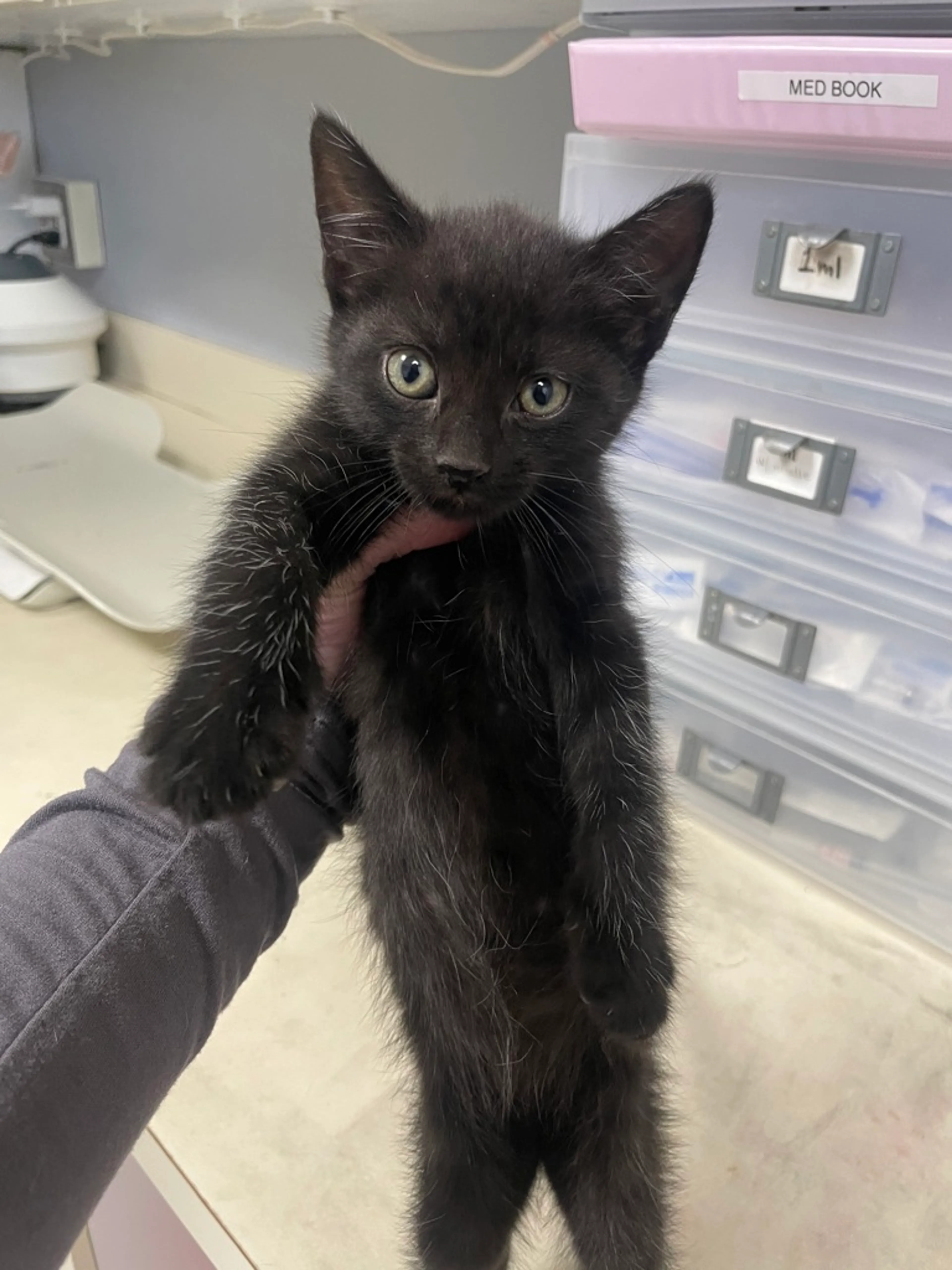 Found pet-1