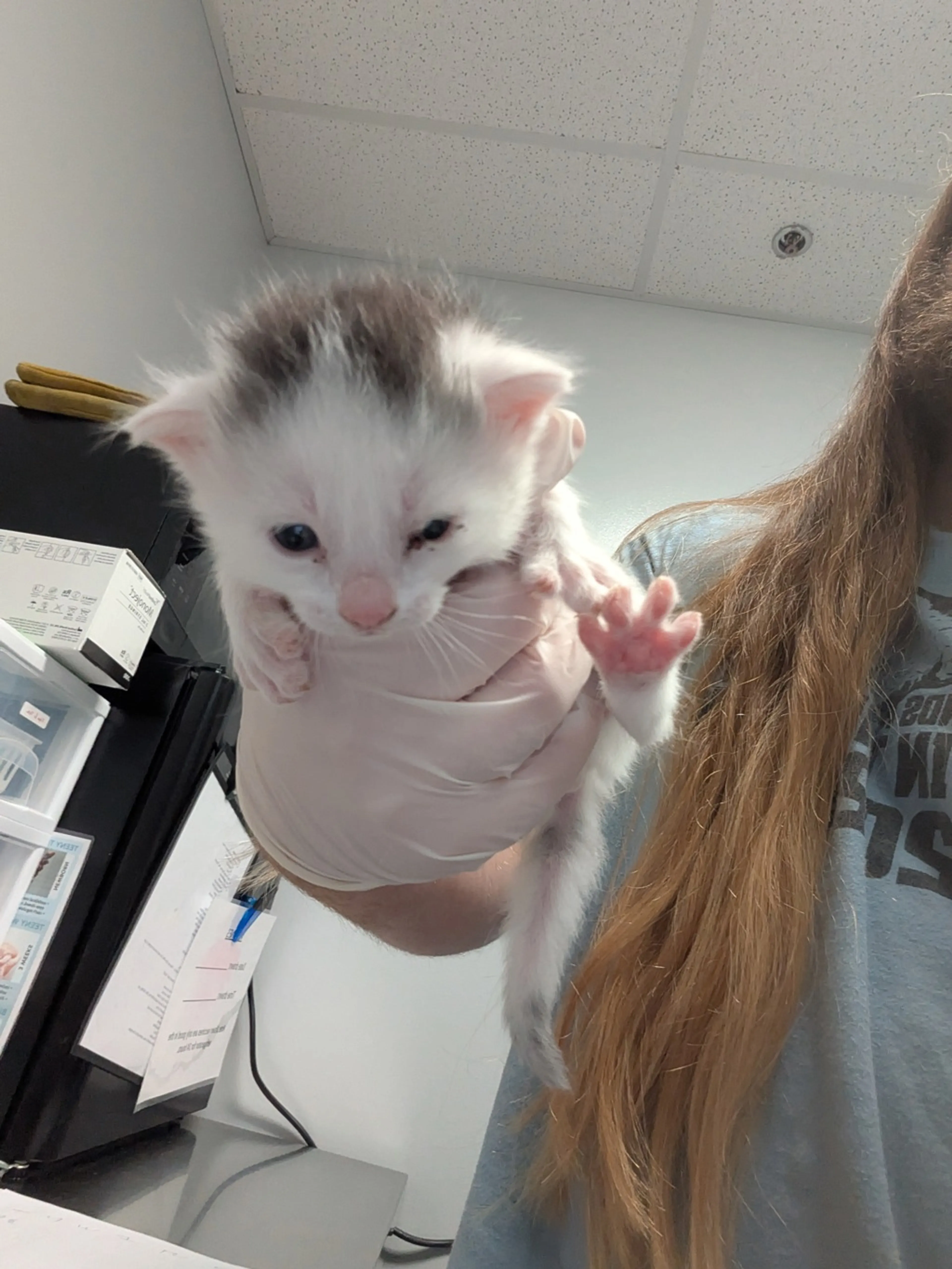 Found pet