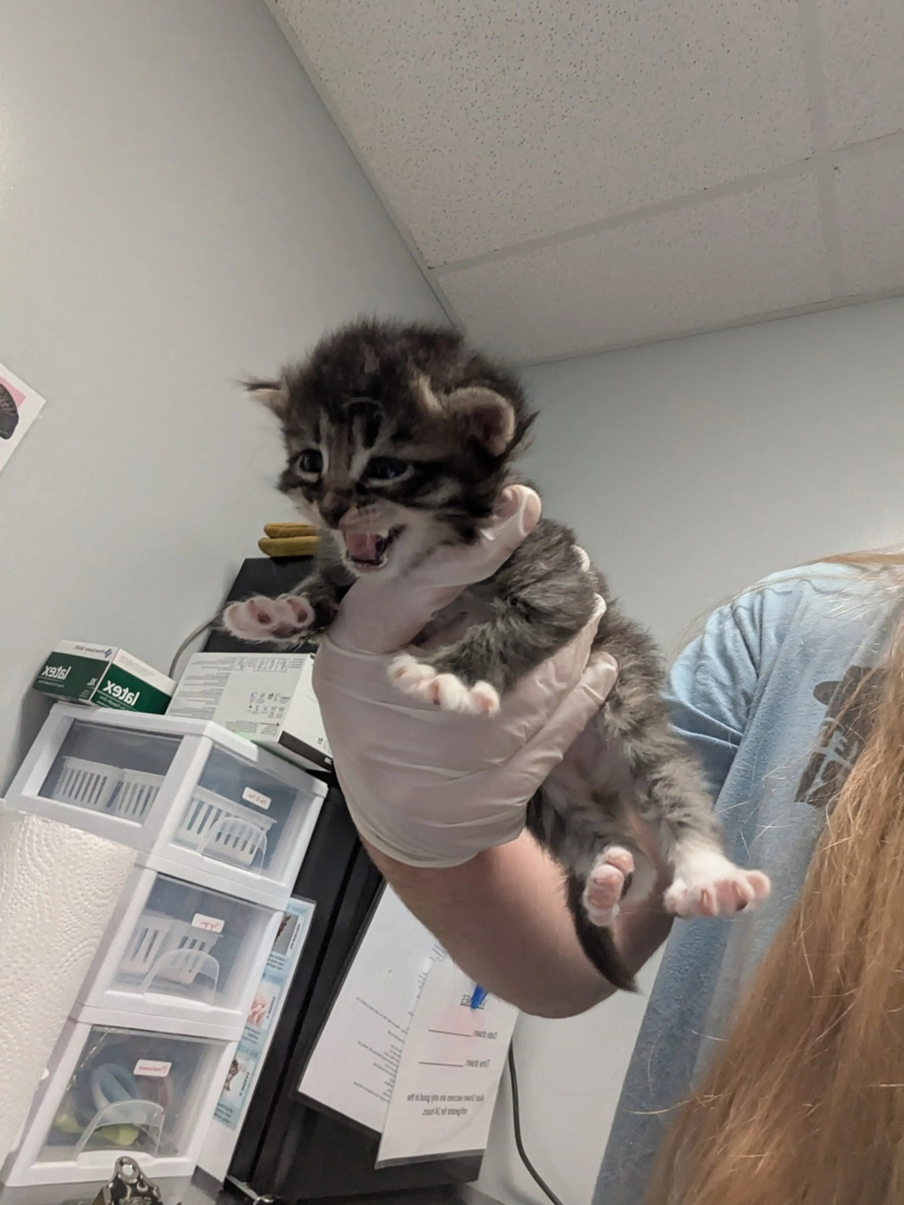 Found pet