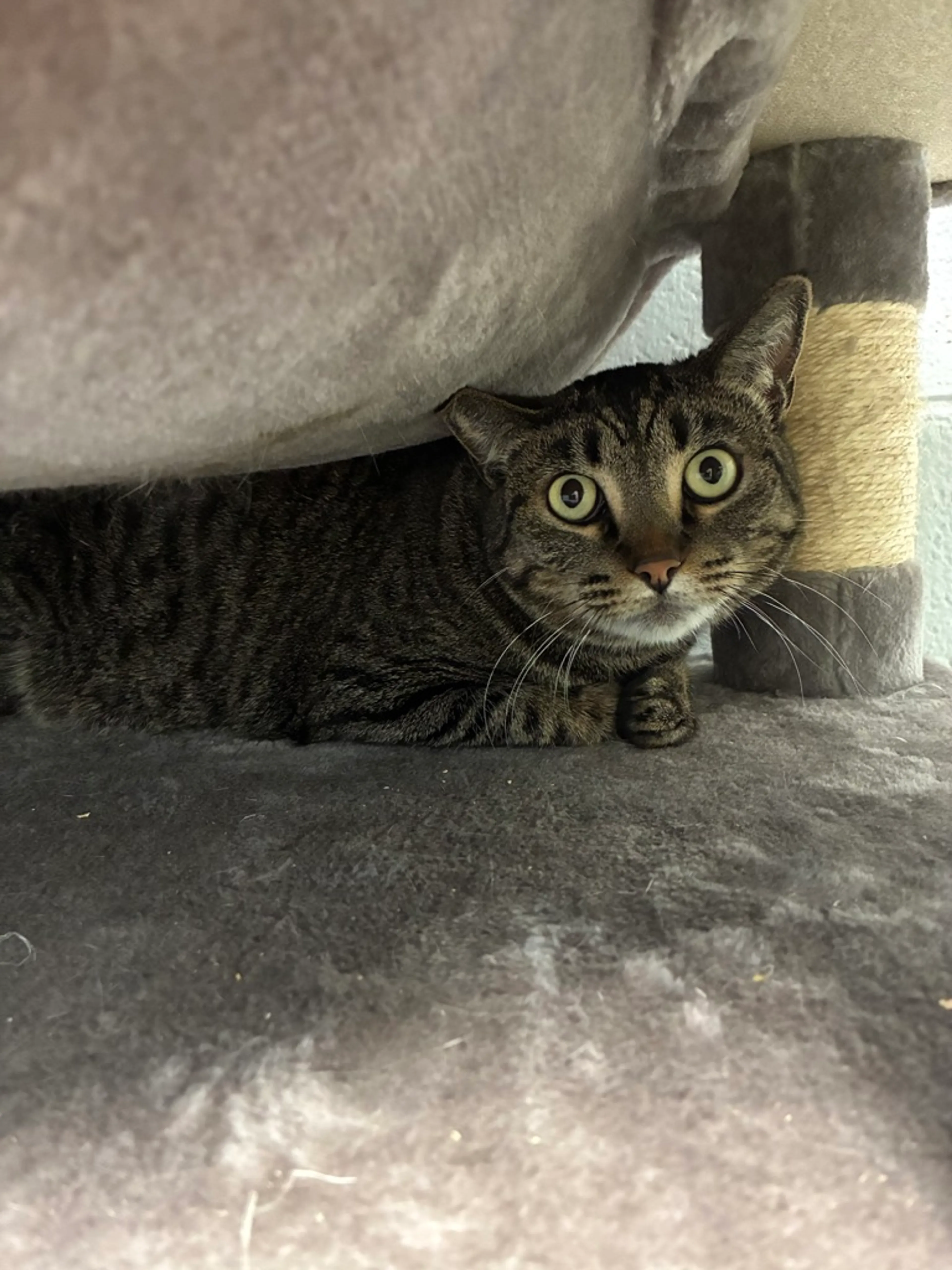 Found pet-2