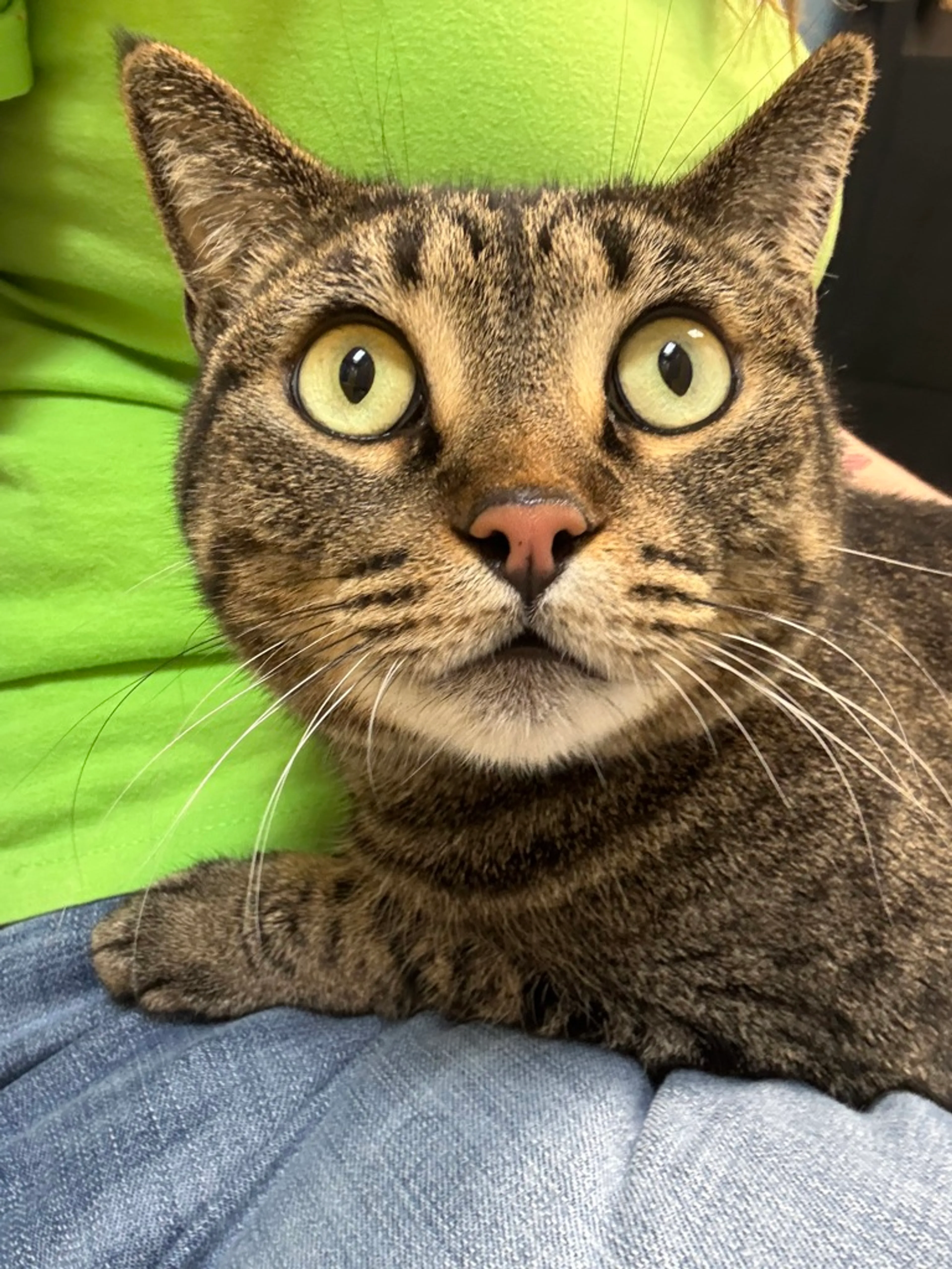 Found pet-3