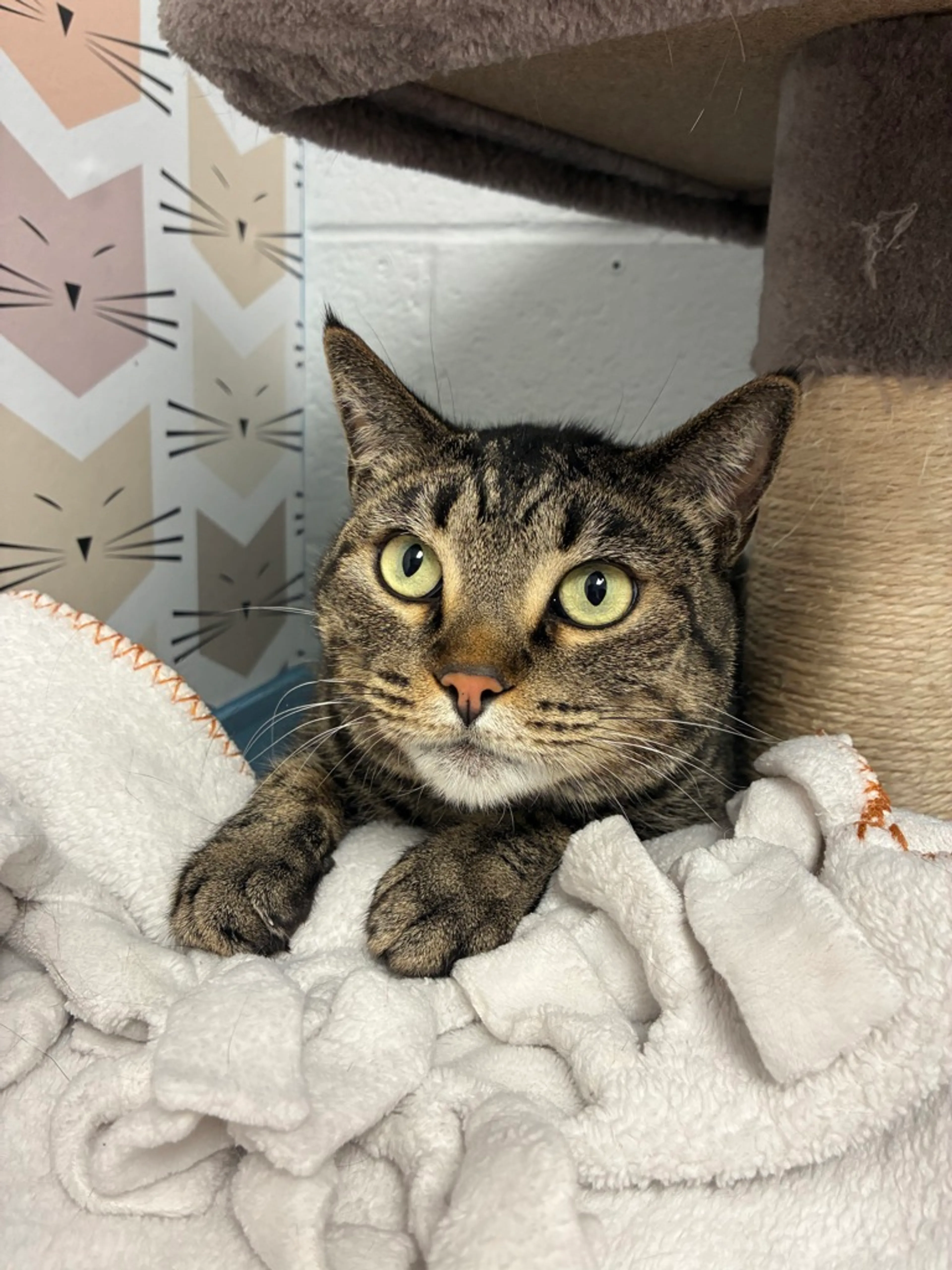 Found pet-1