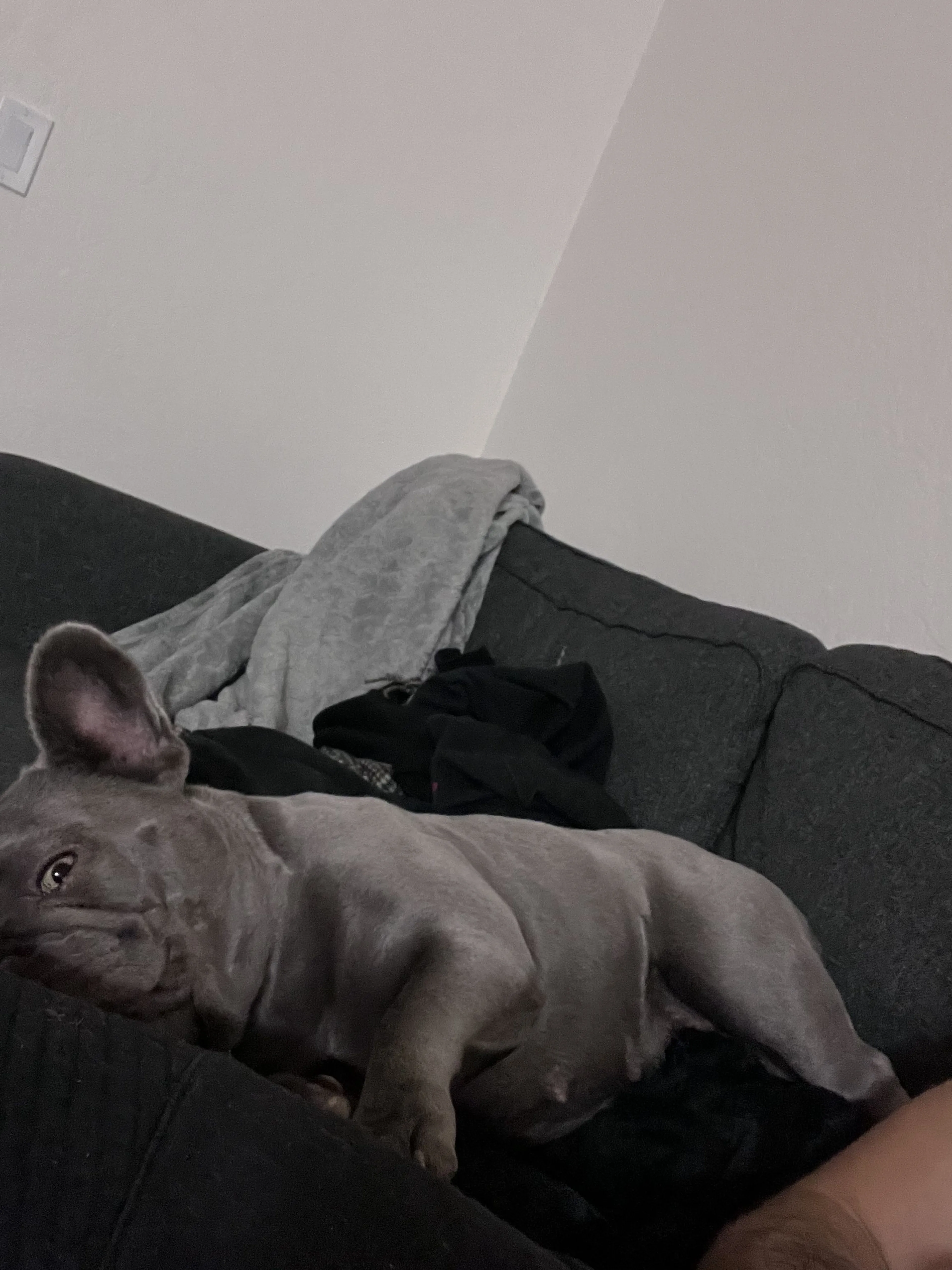 Lost pet