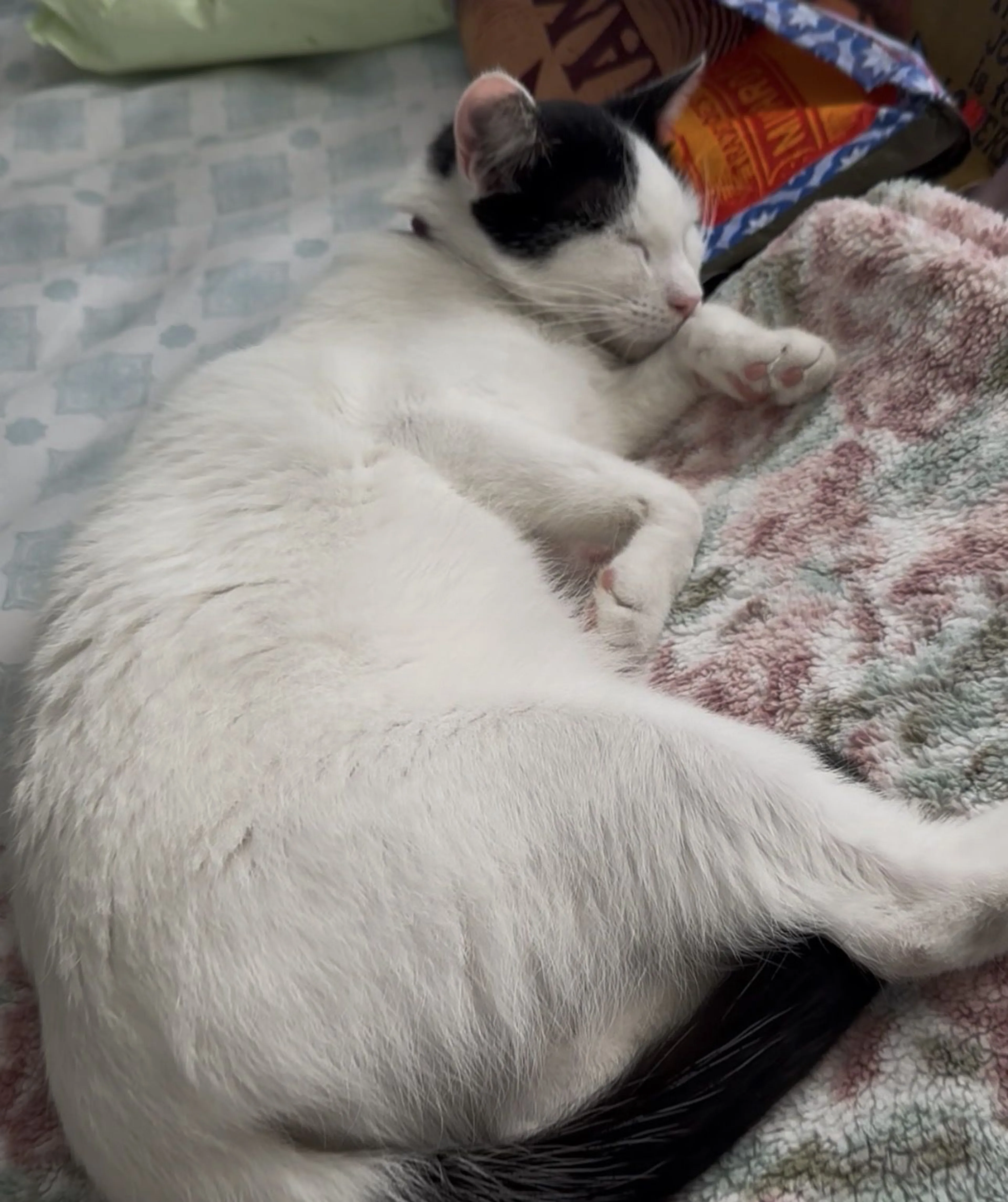 Lost pet-1
