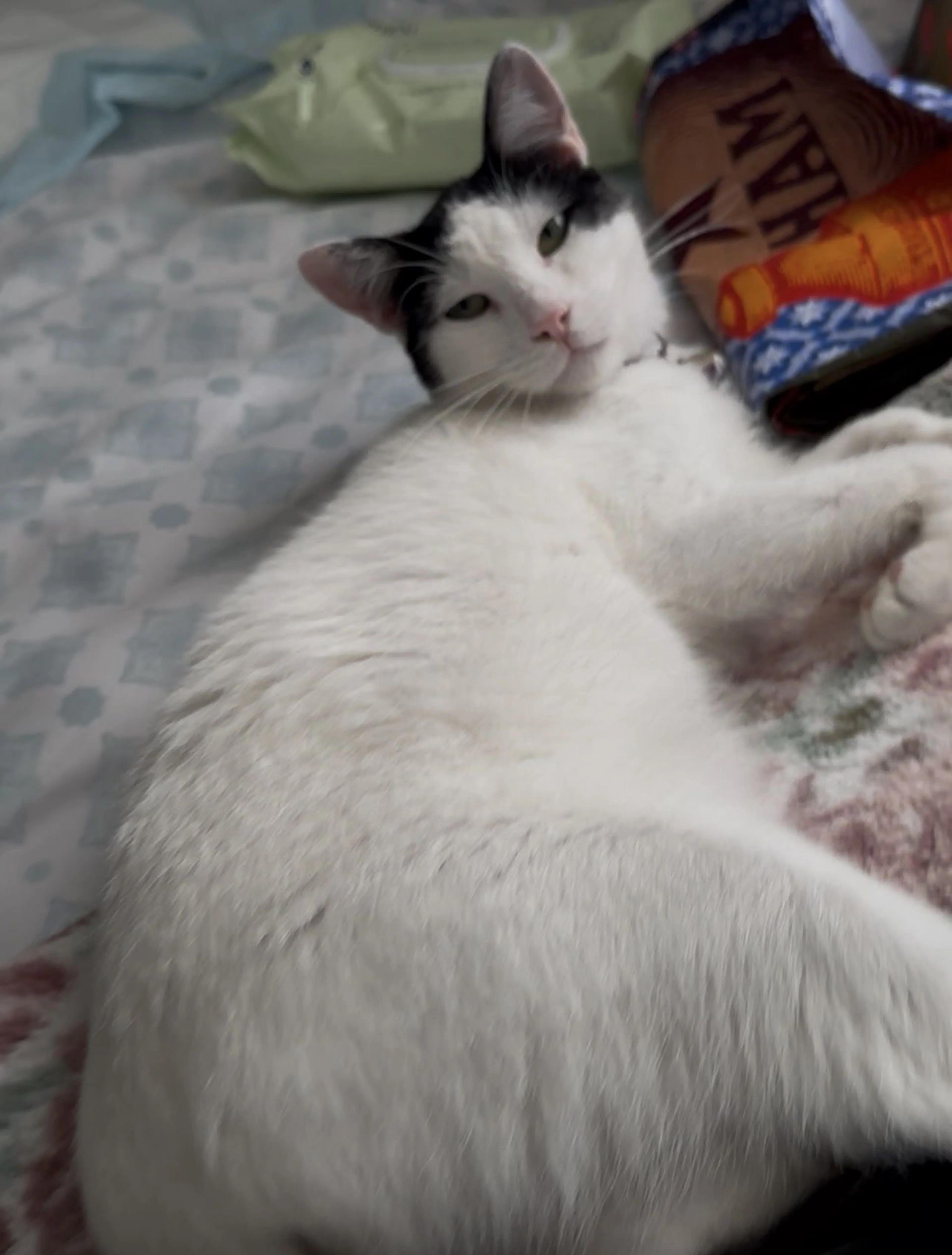 Lost pet-0