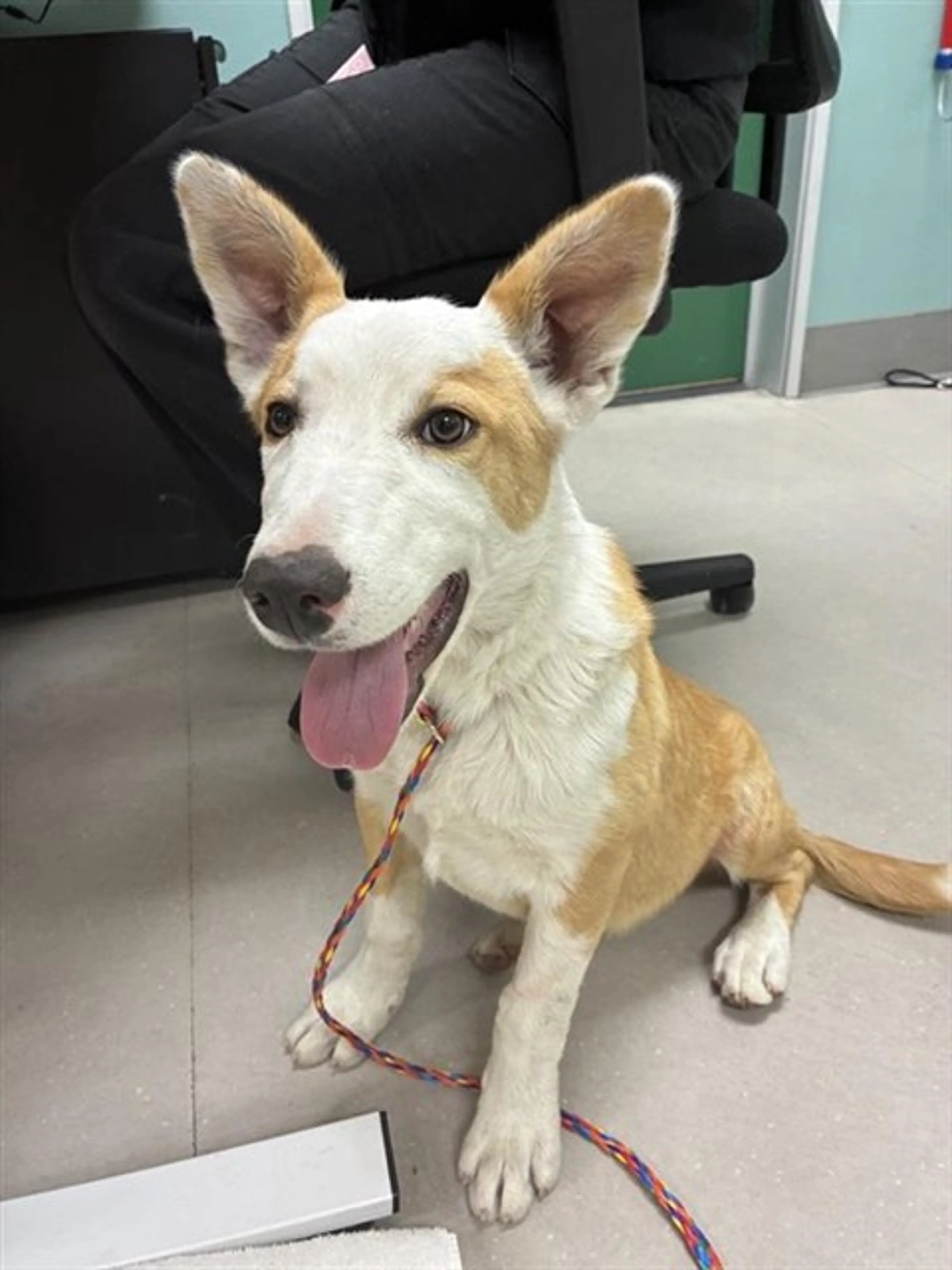 Found pet