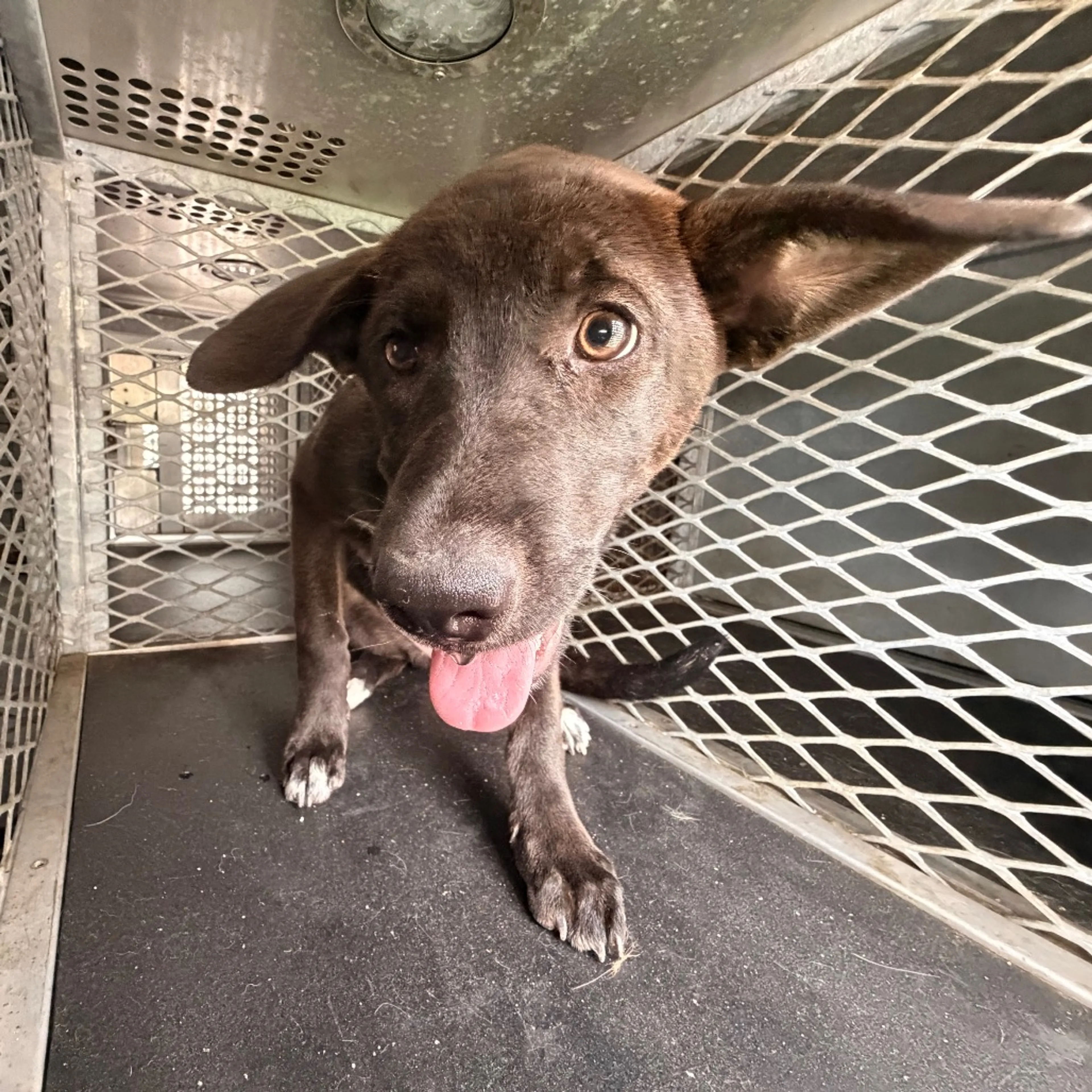 Found pet-1