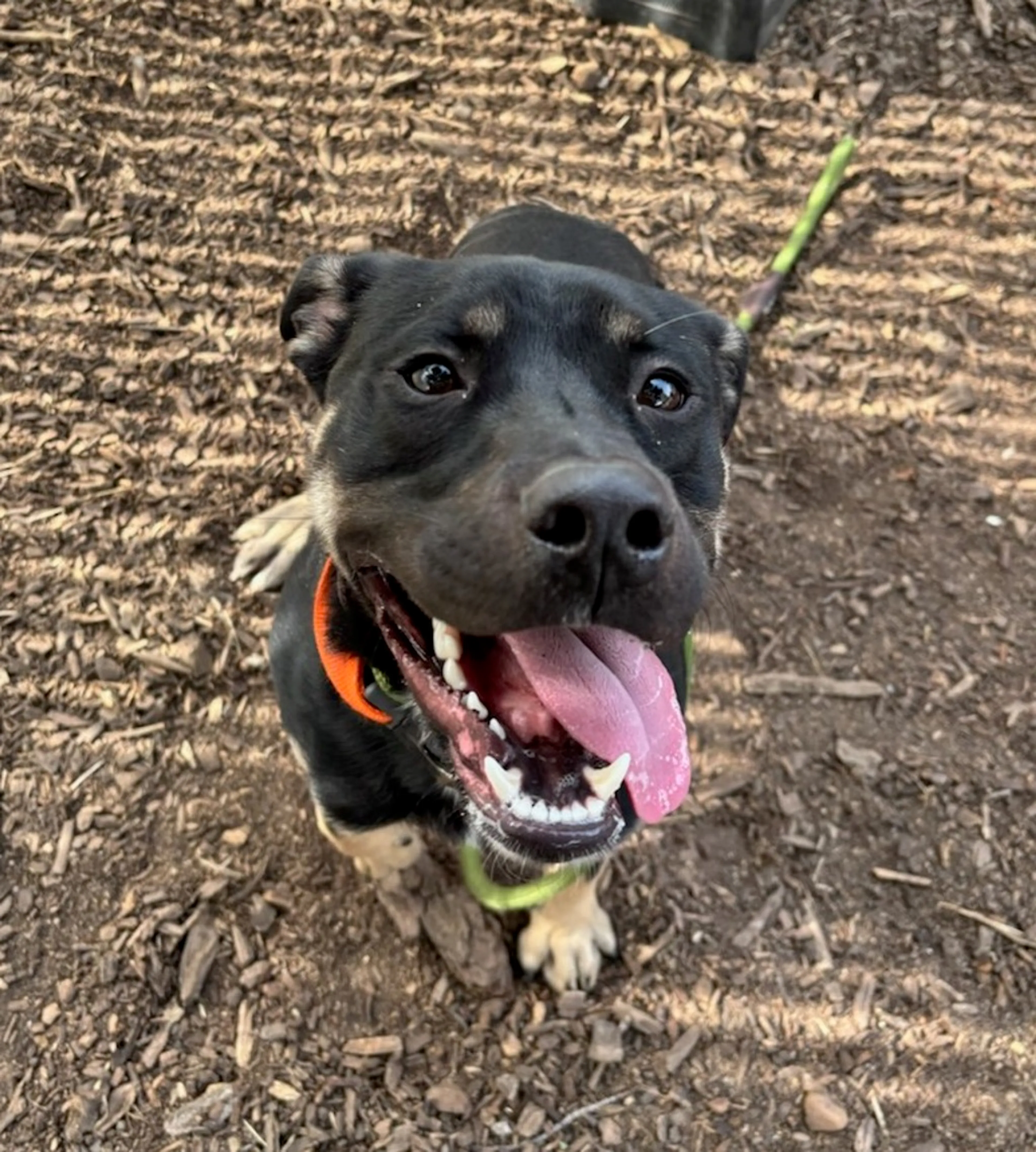 Found pet-5