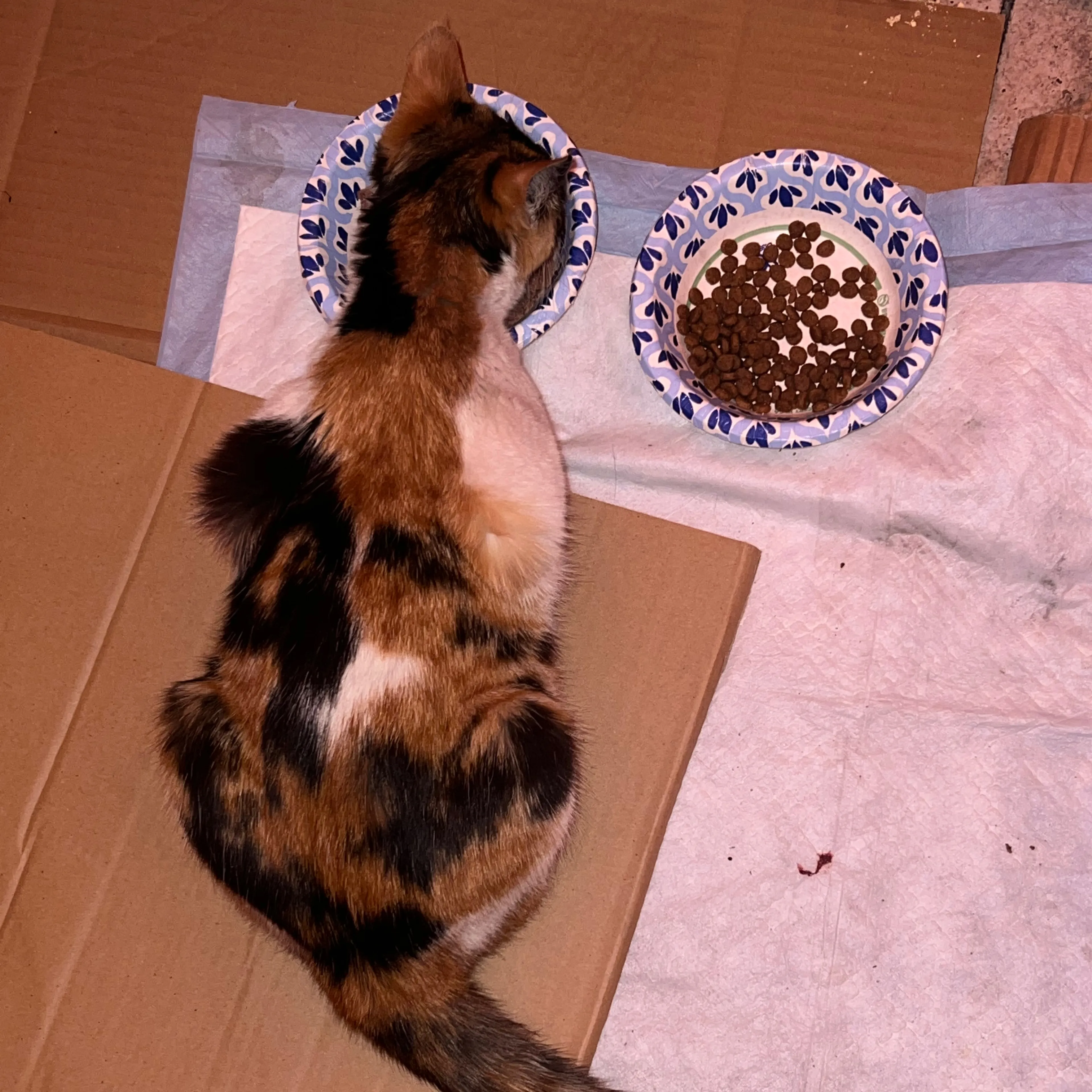 Found pet-3