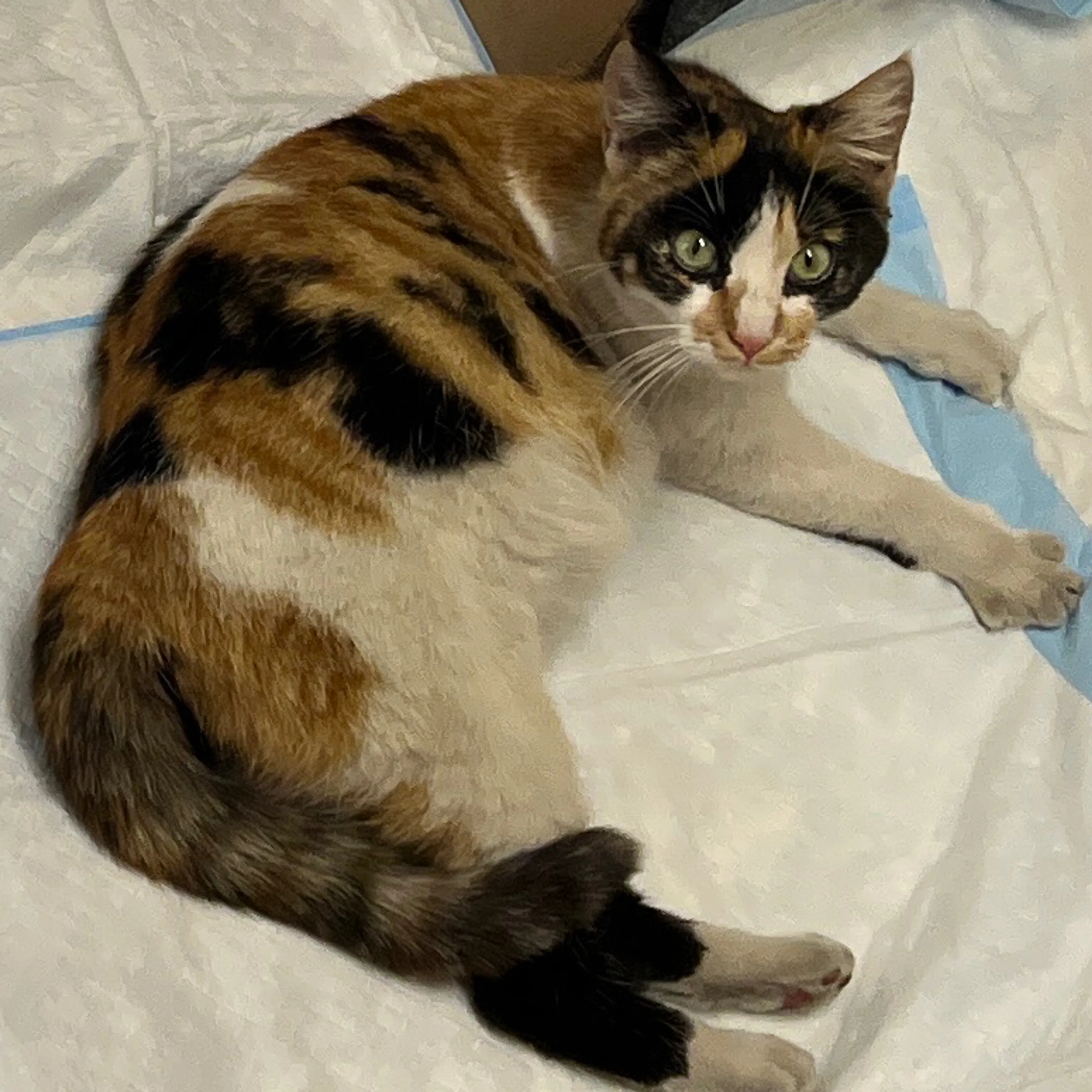 Found pet-2