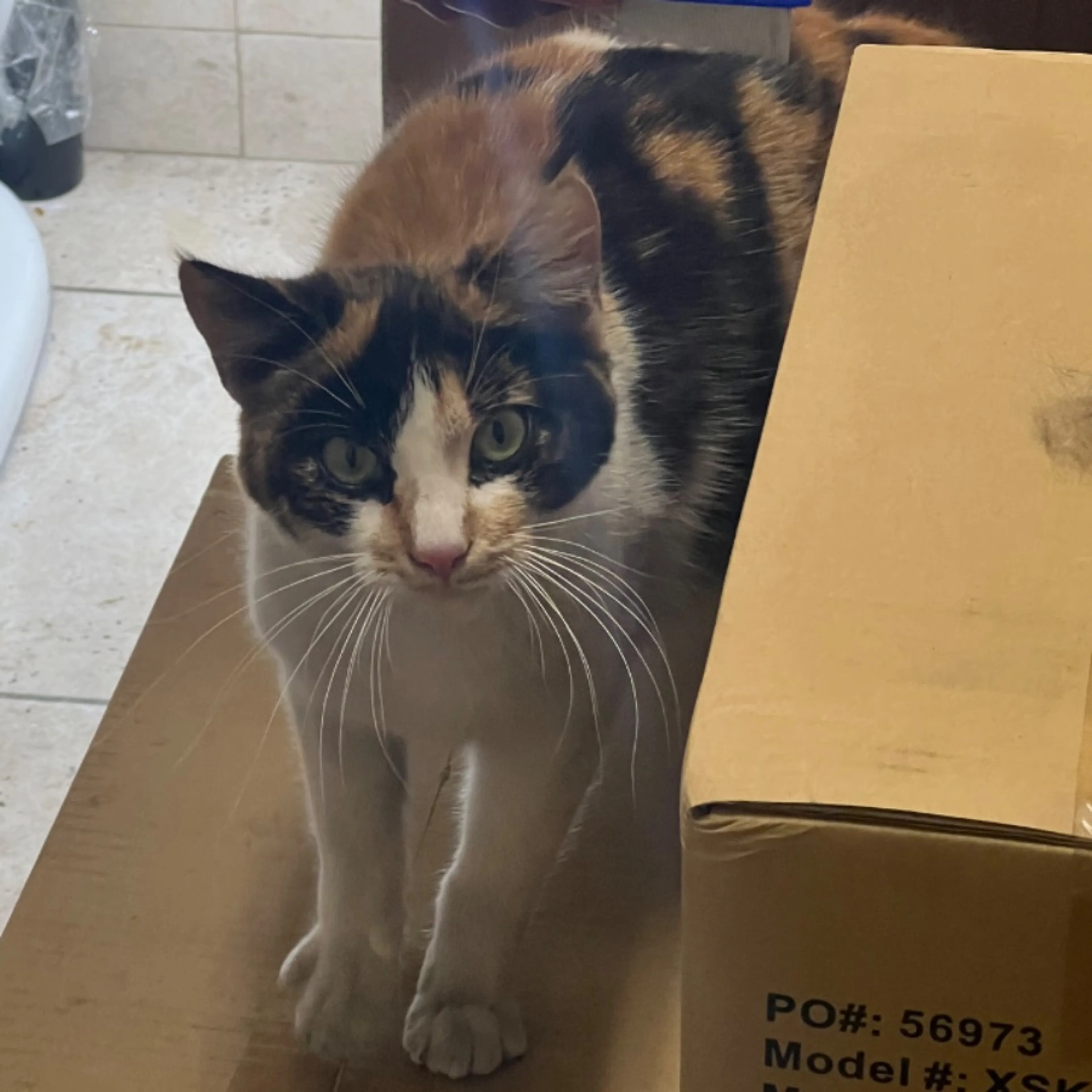 Found pet-0