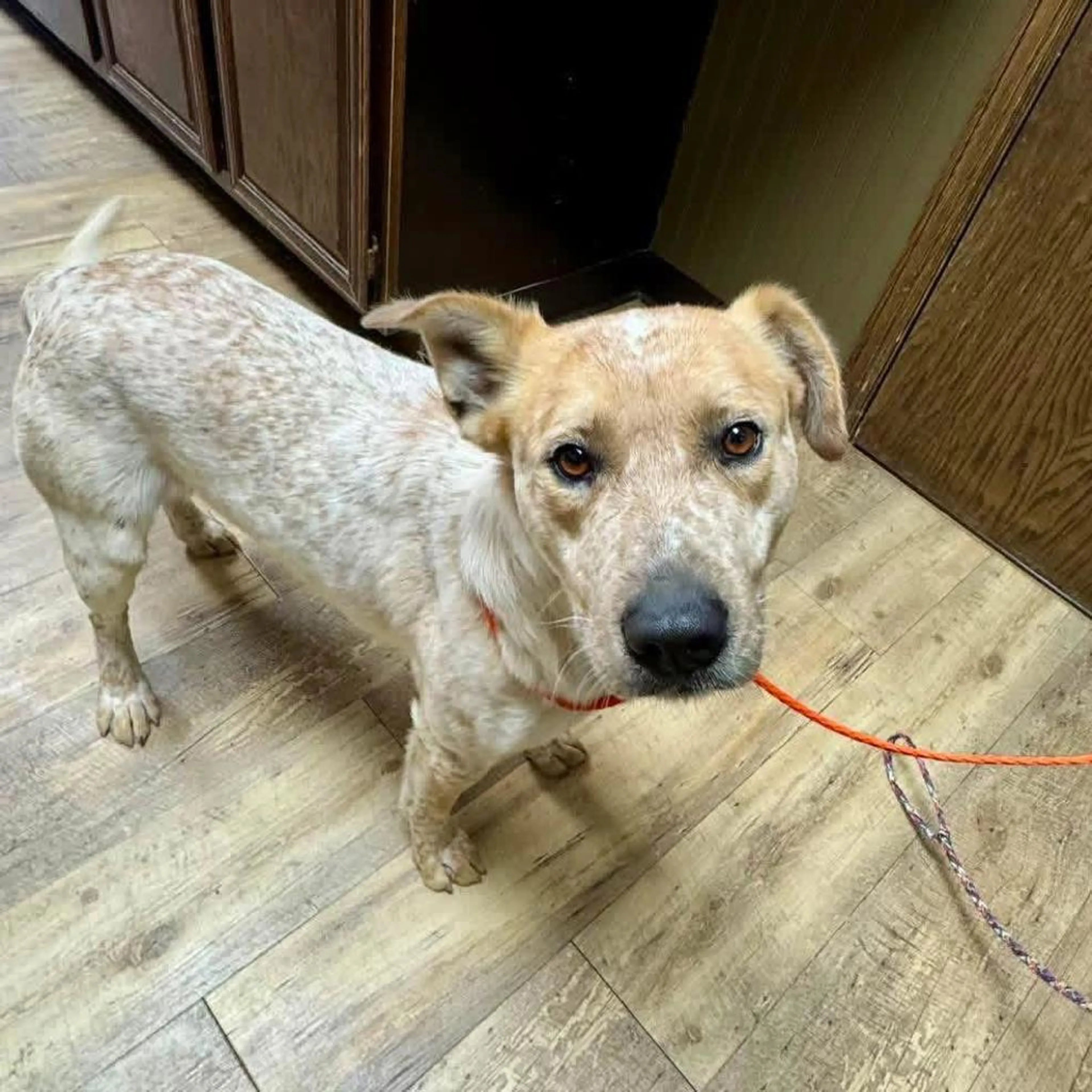 Found pet-2