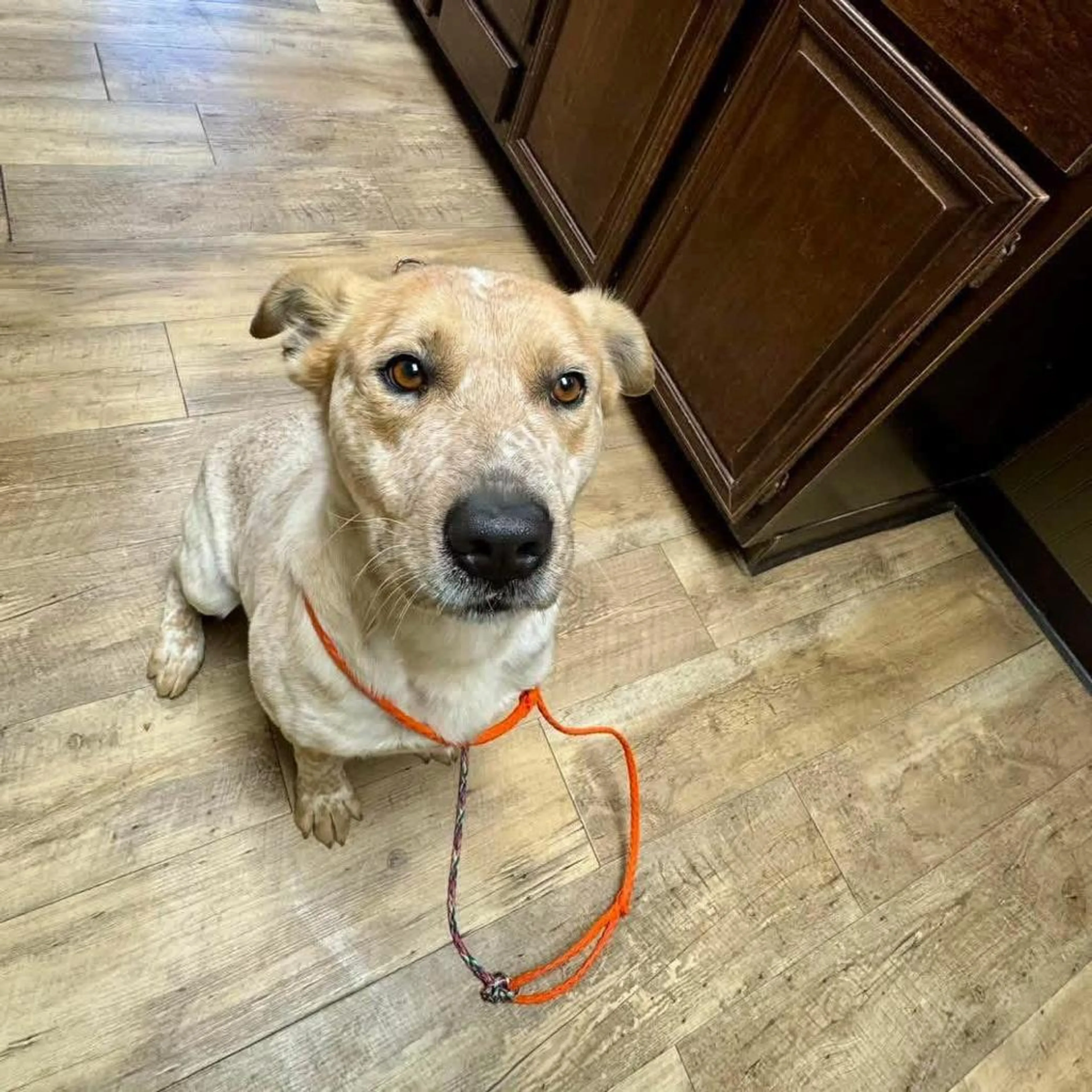 Found pet-0