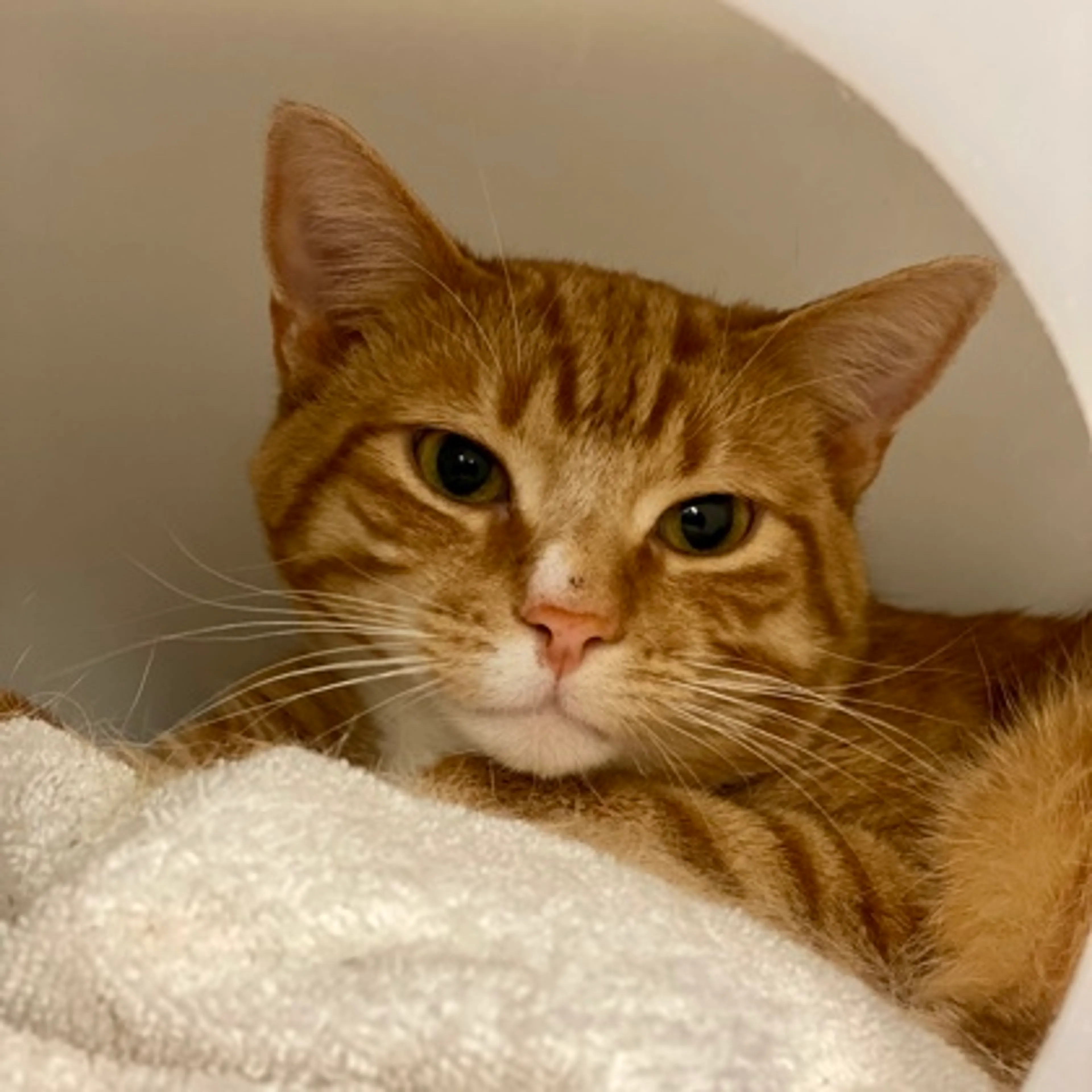 Found pet-1