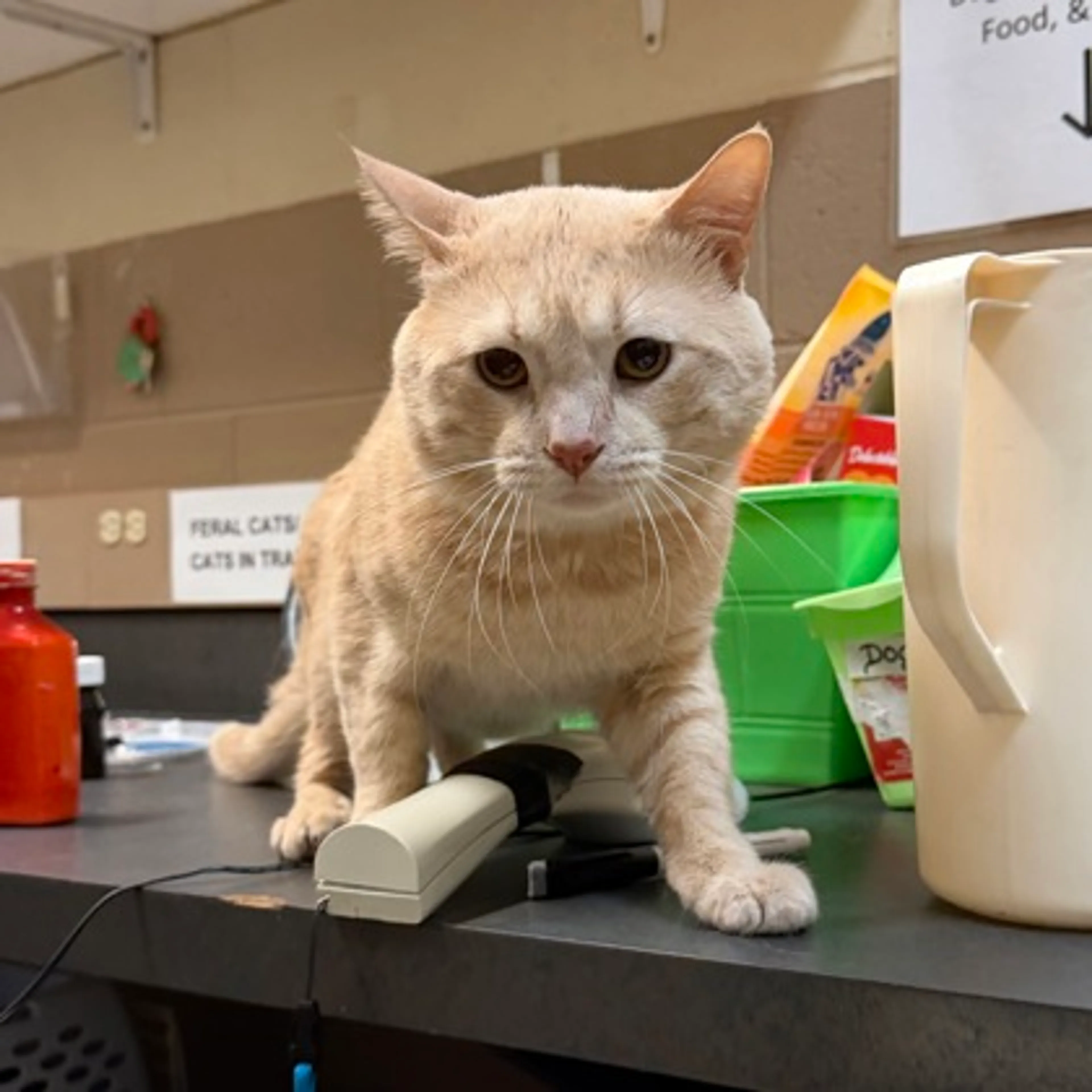 Found pet