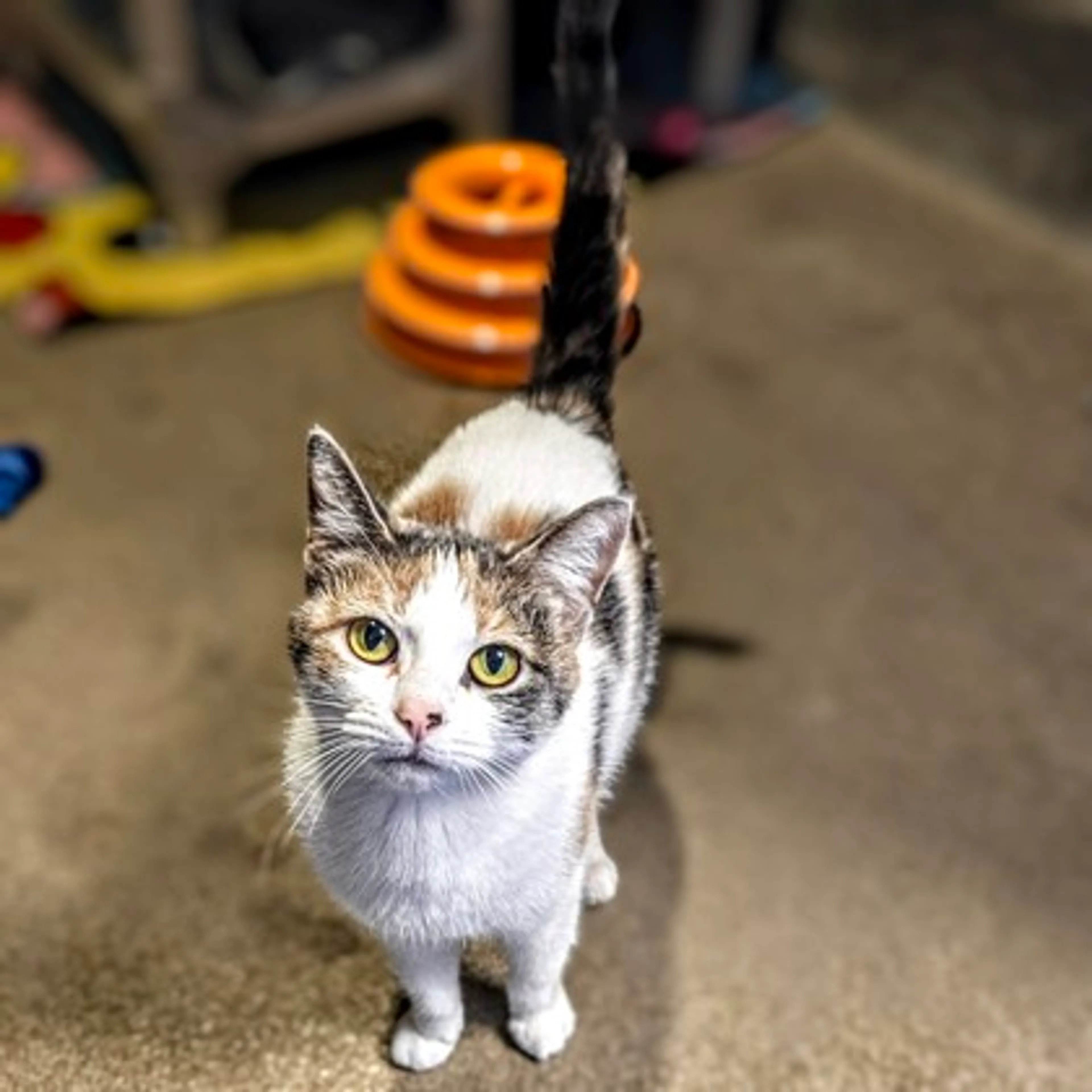 Found pet-0