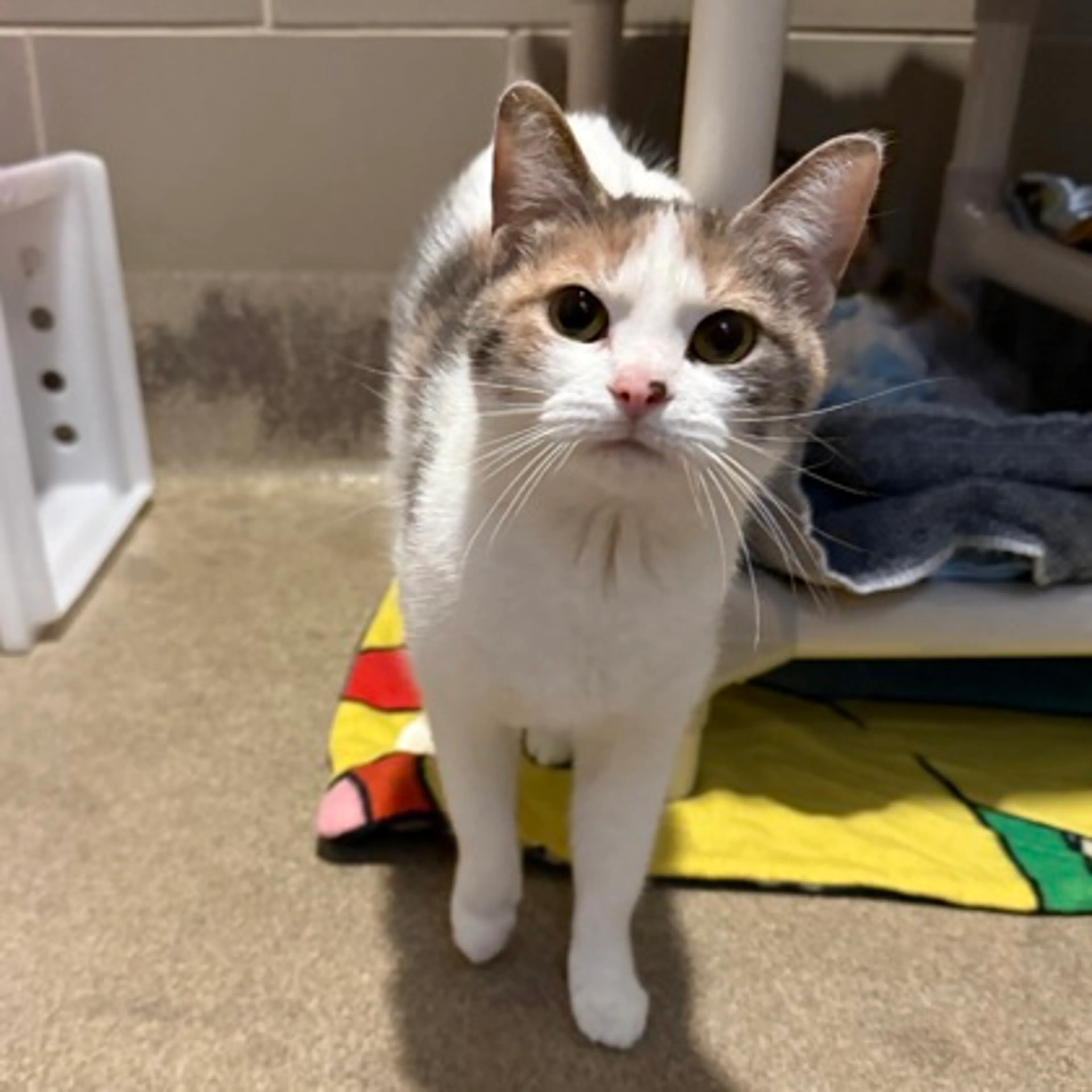 Found pet-1