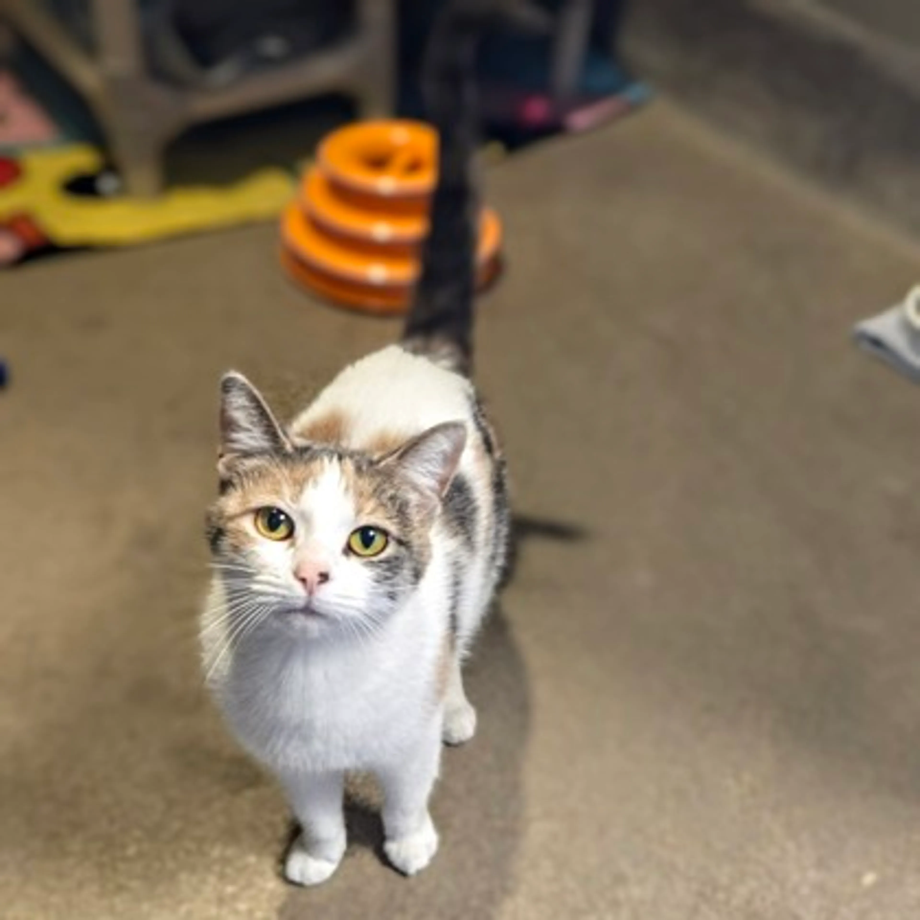 Found pet-2