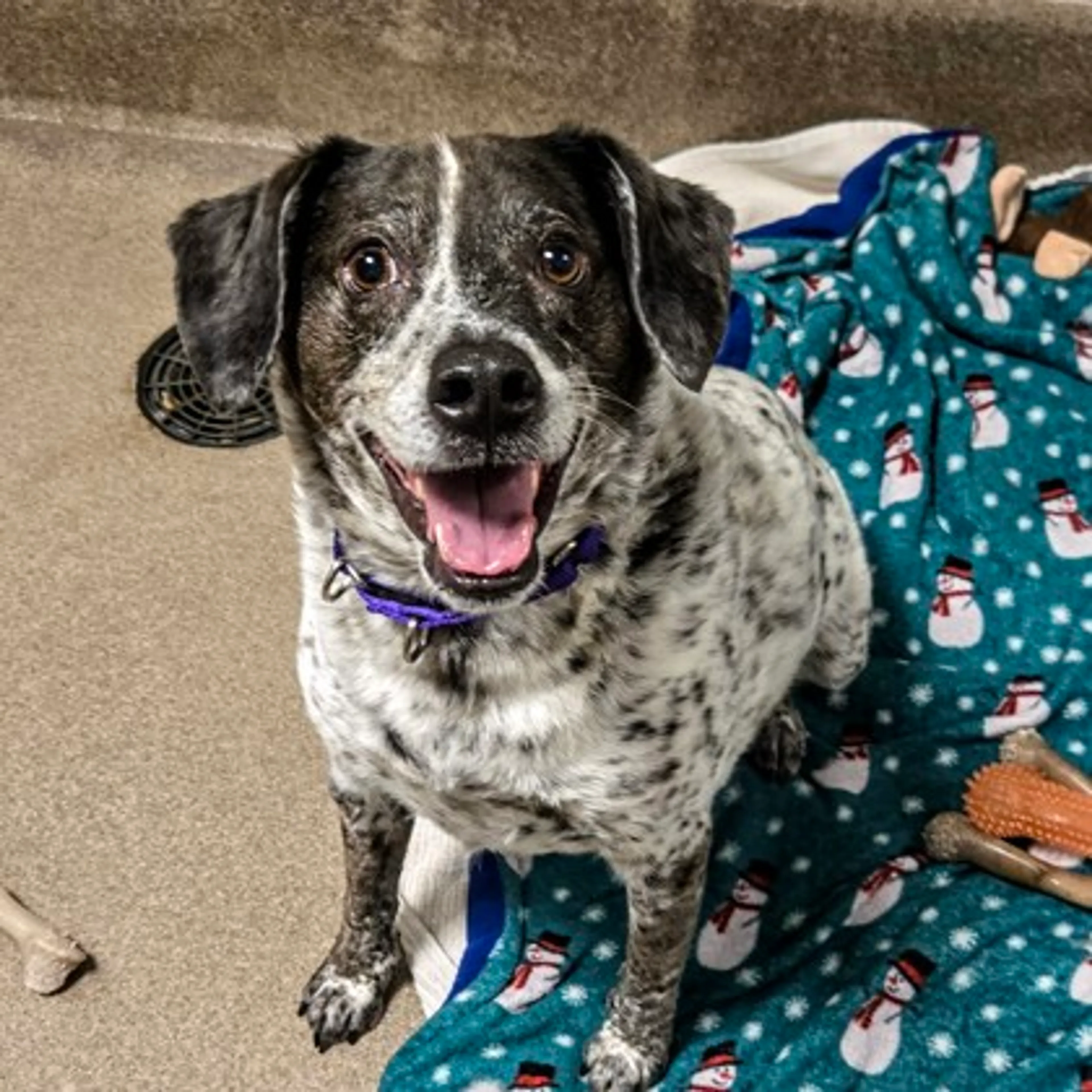 Found pet-2