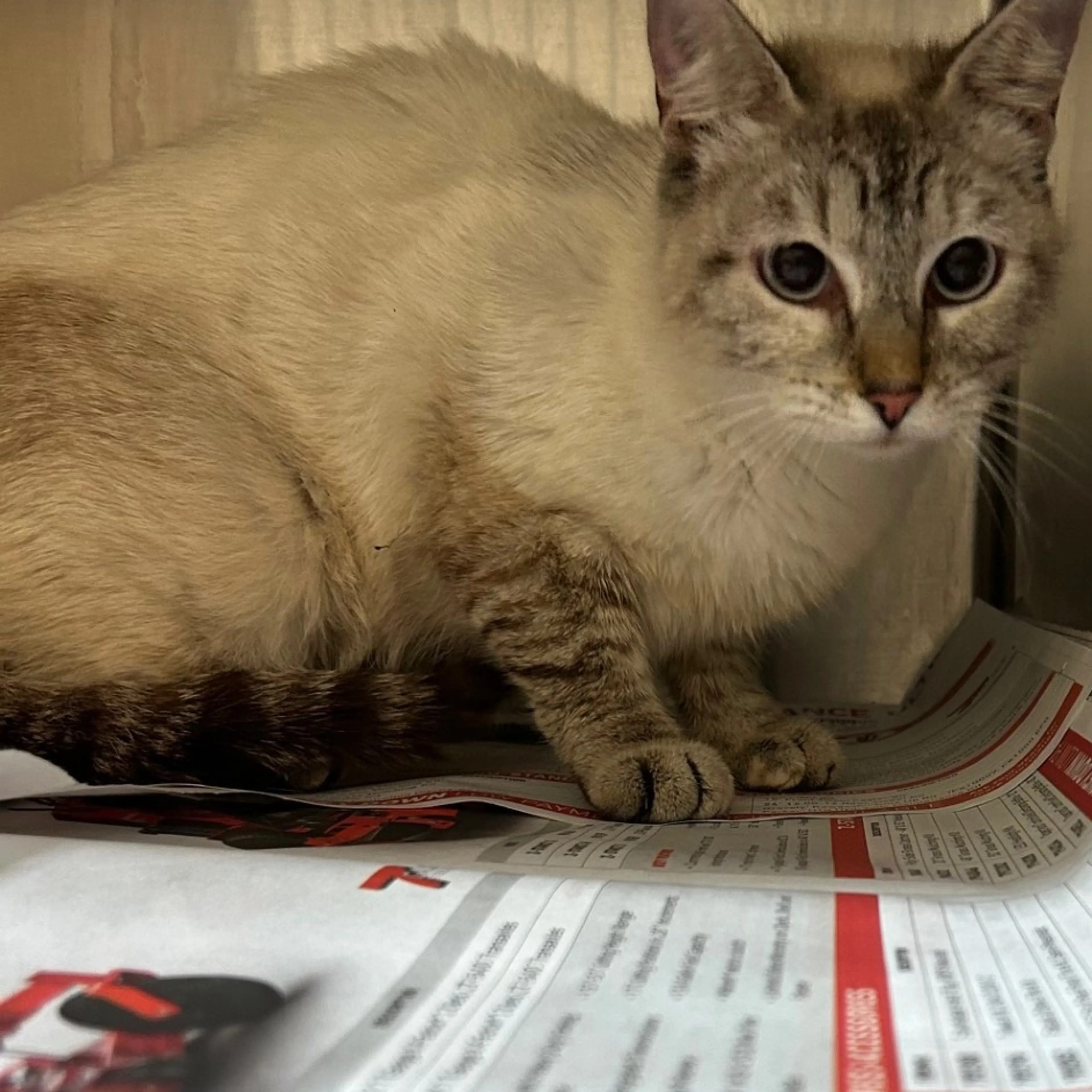Found pet