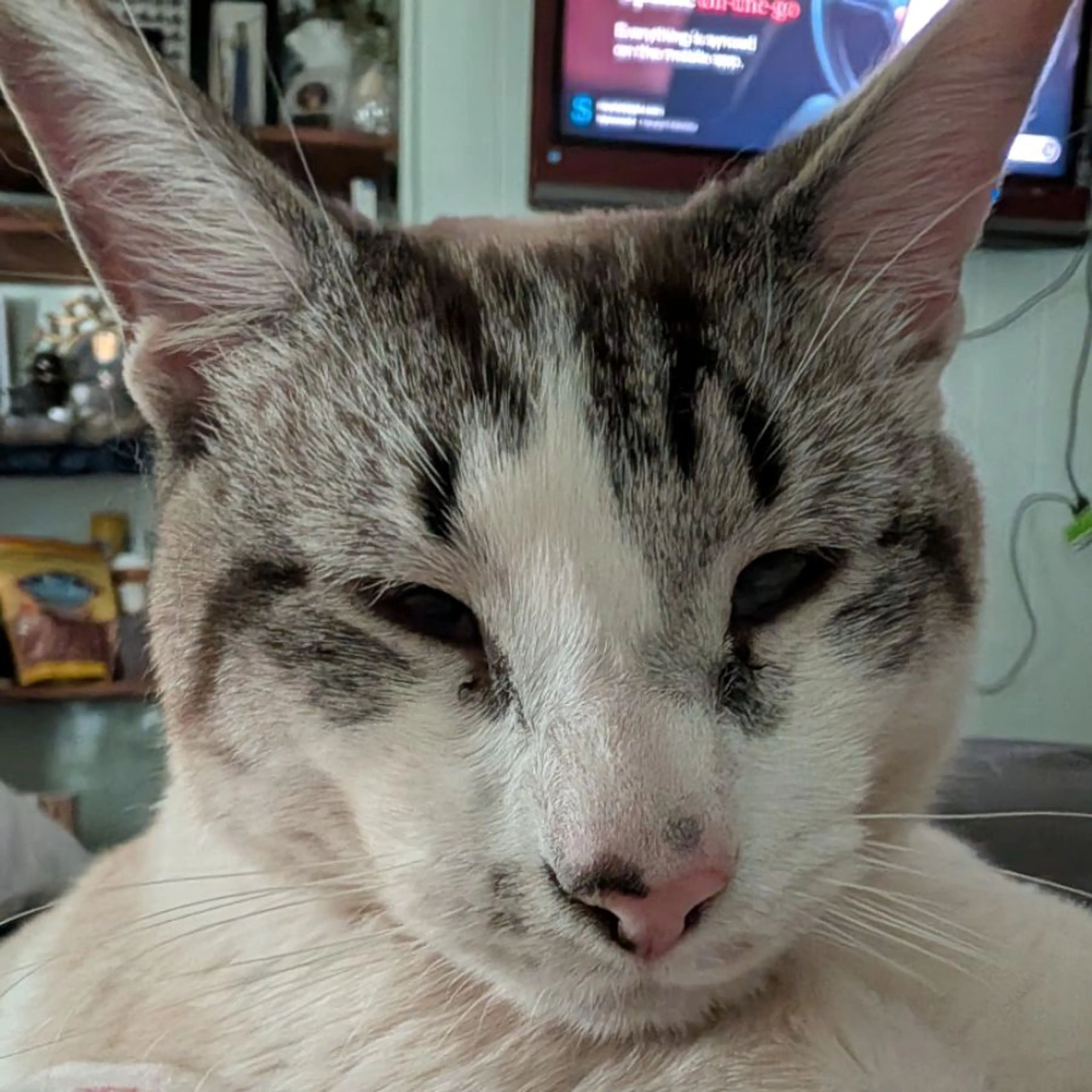 Lost pet