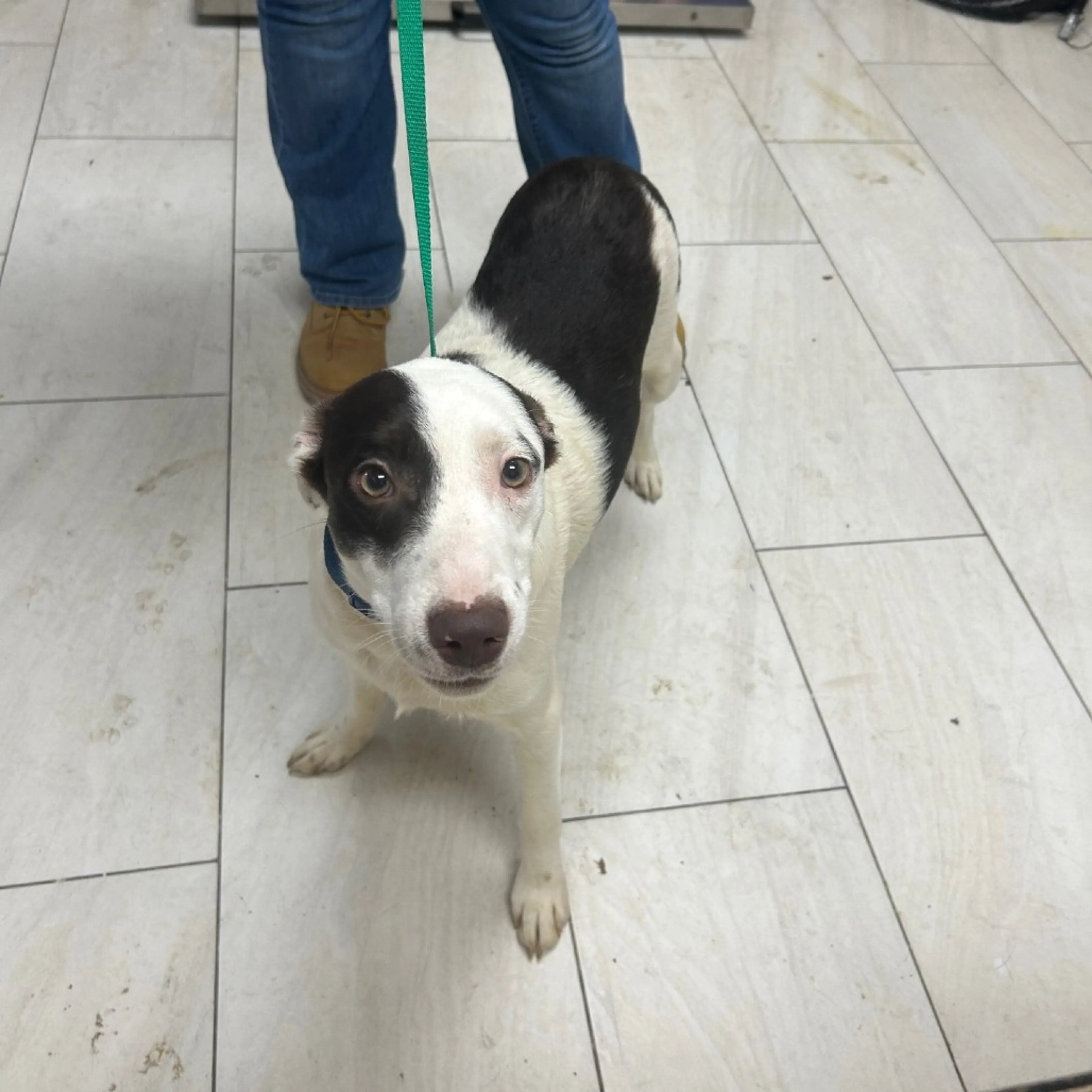 Found pet