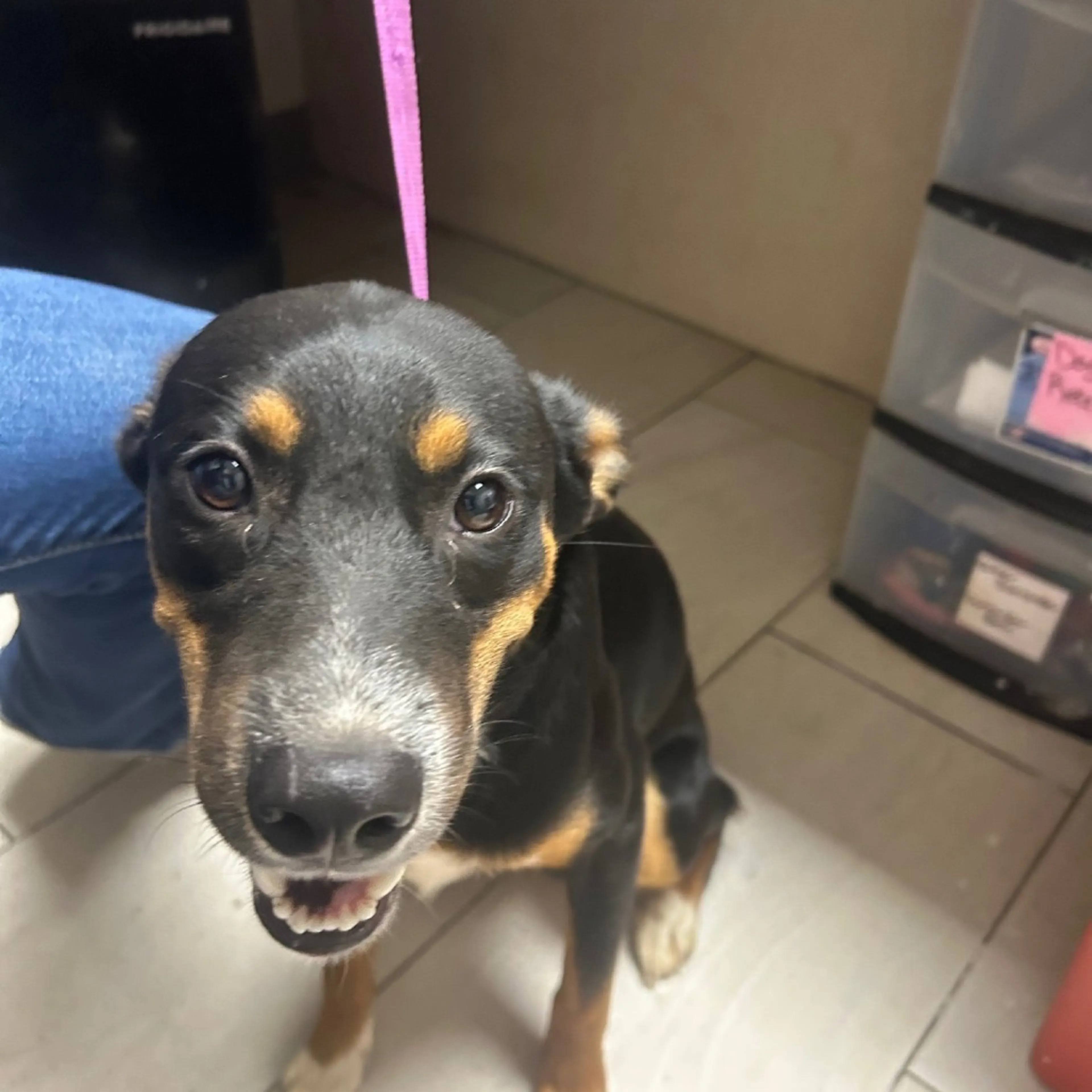 Found pet