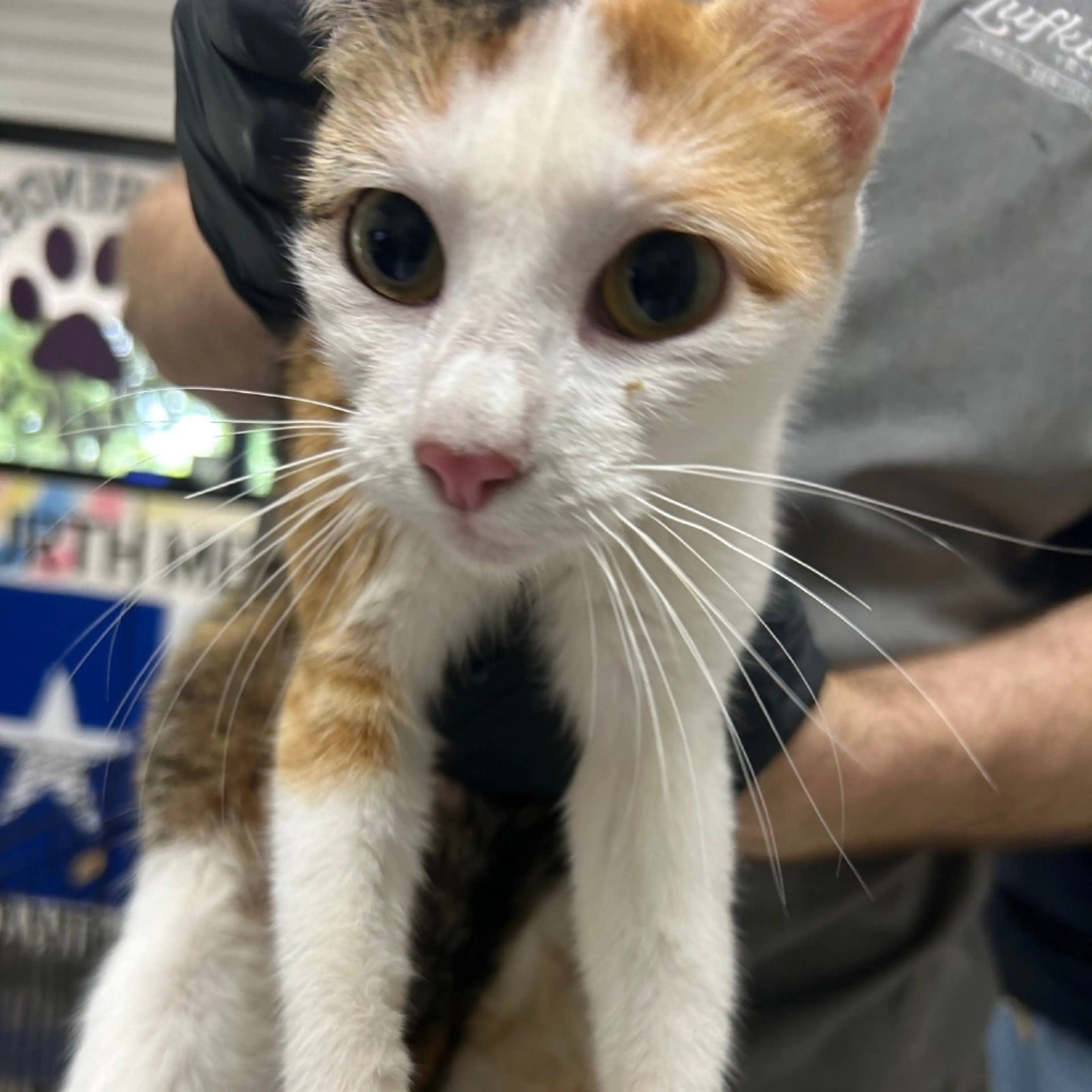 Found pet