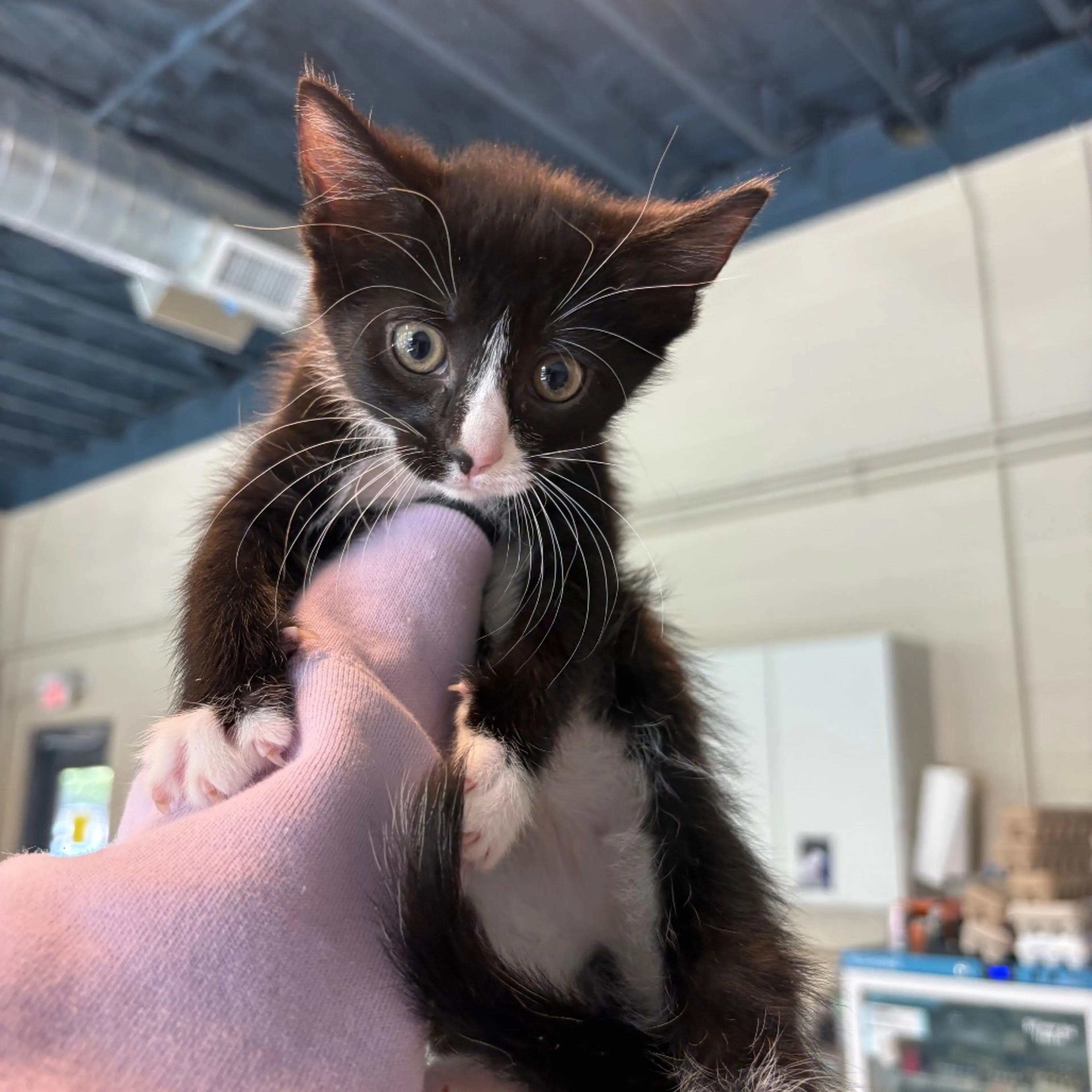 Found pet
