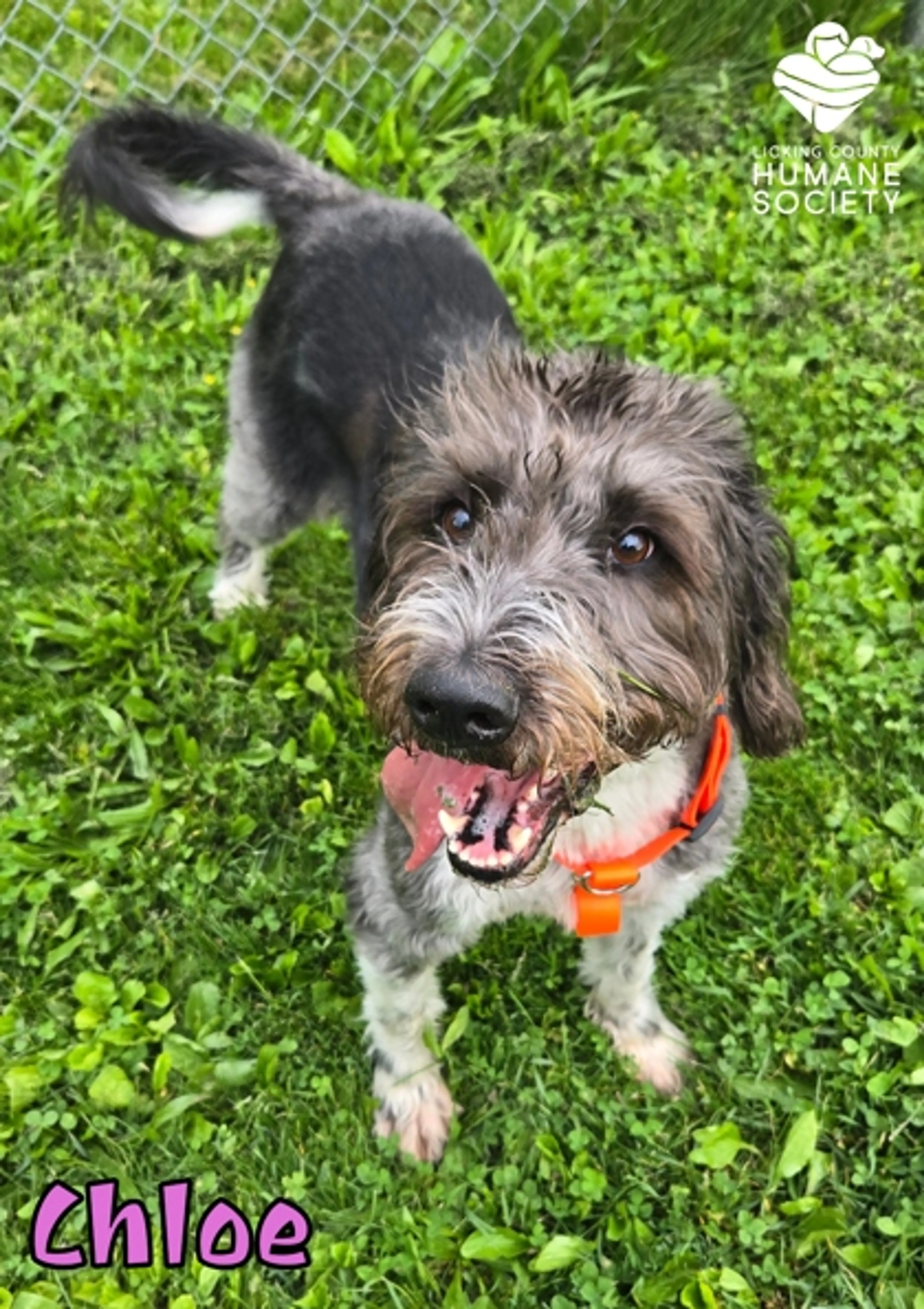Found pet-1