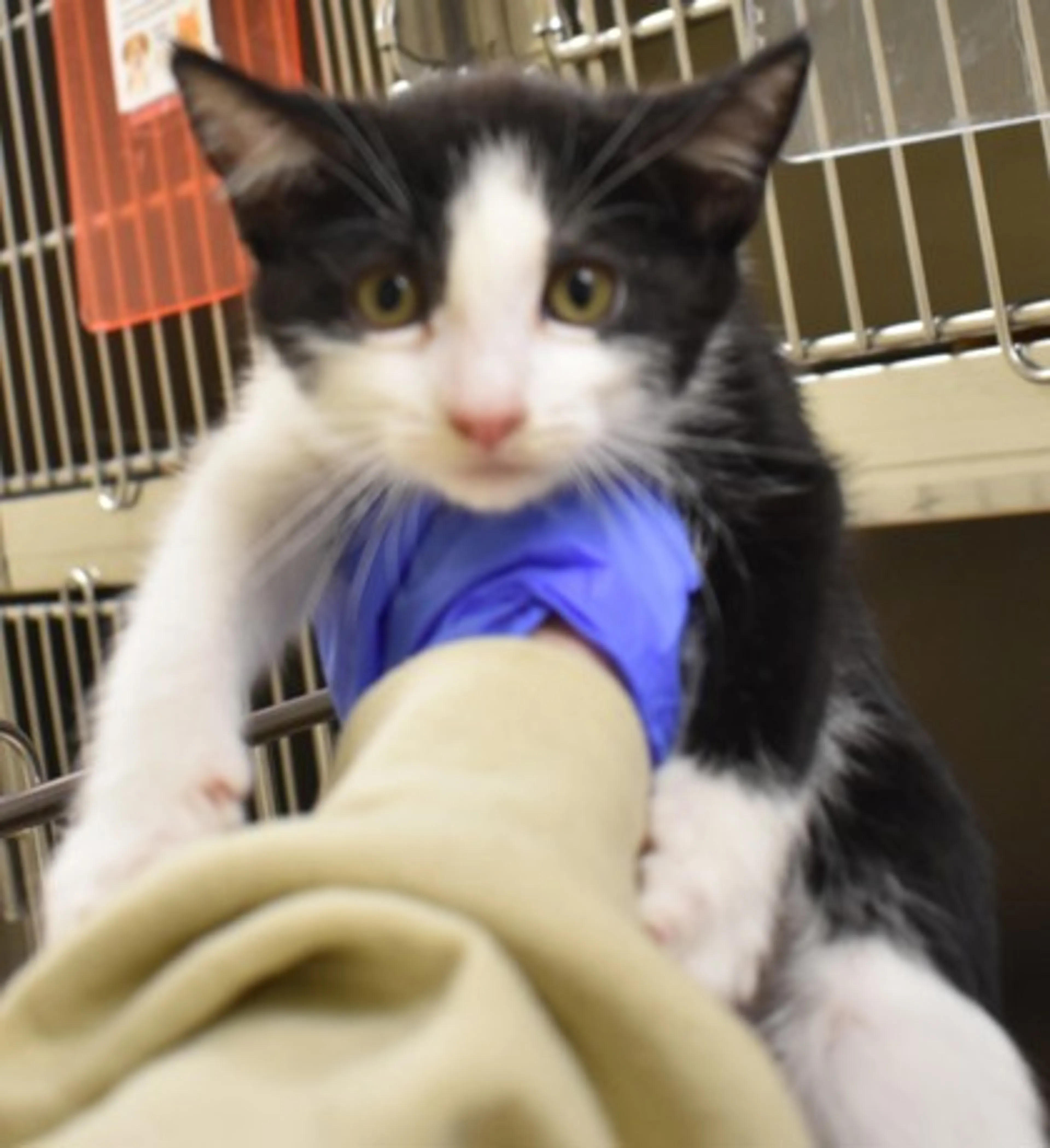 Found pet