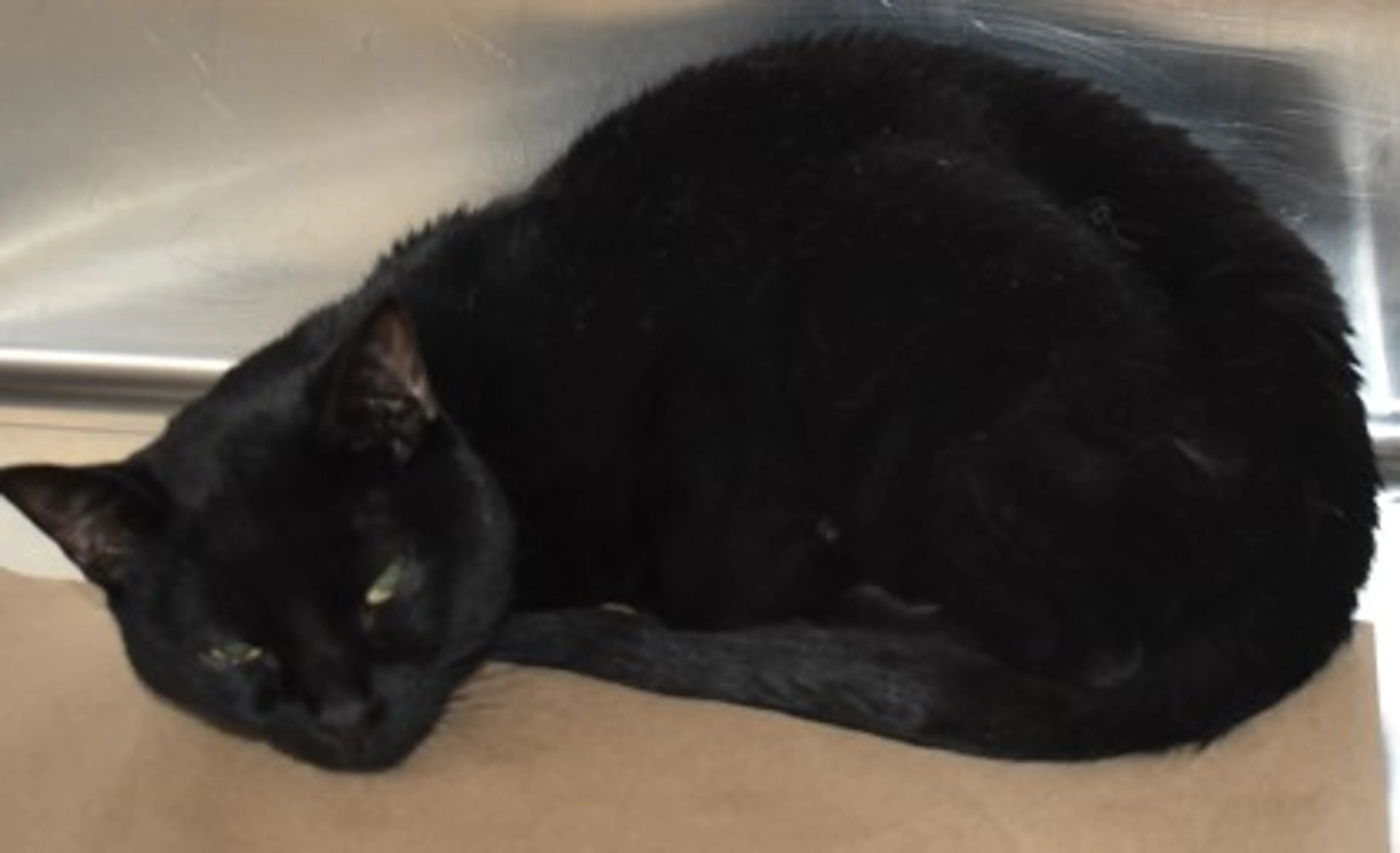 Found pet
