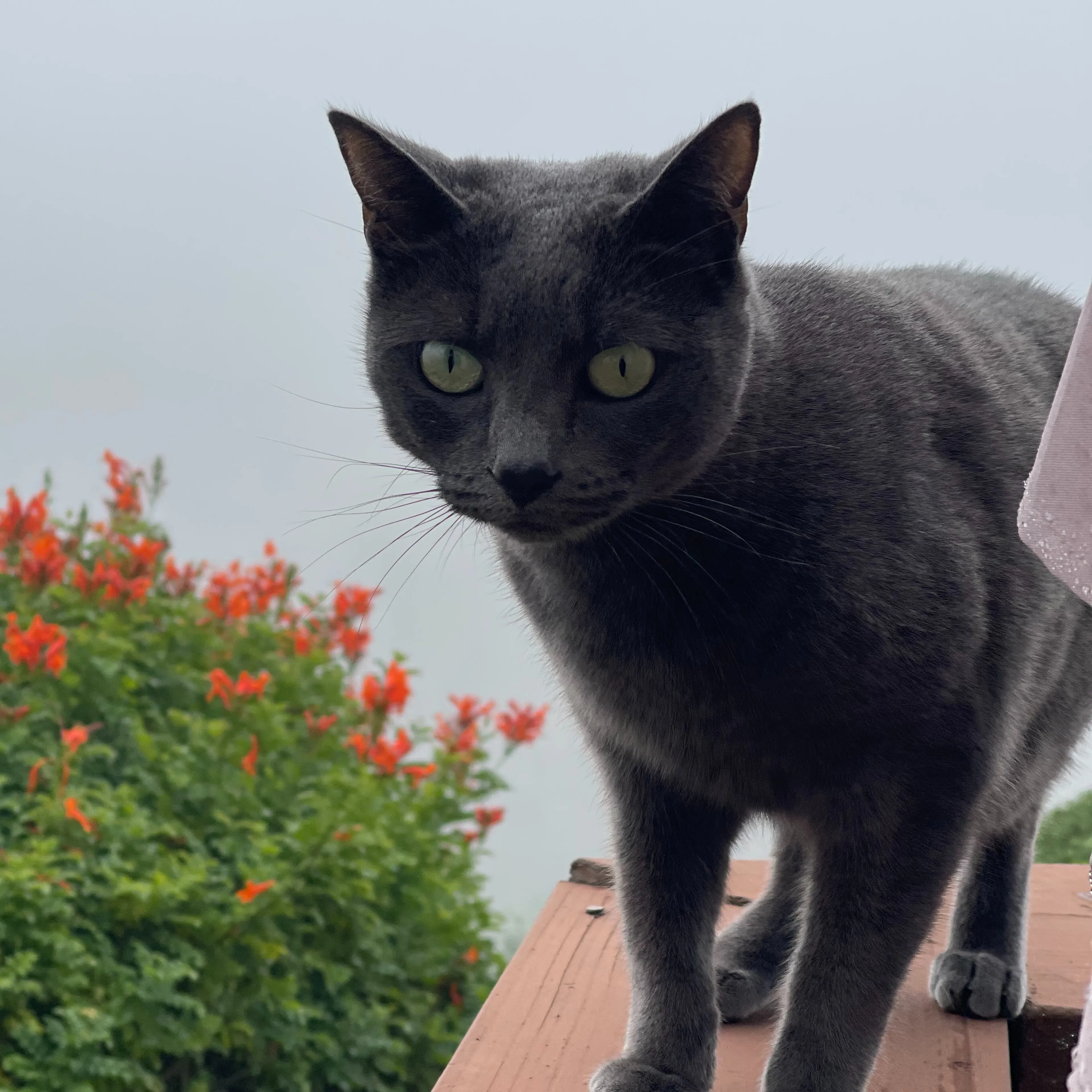 Lost pet-2
