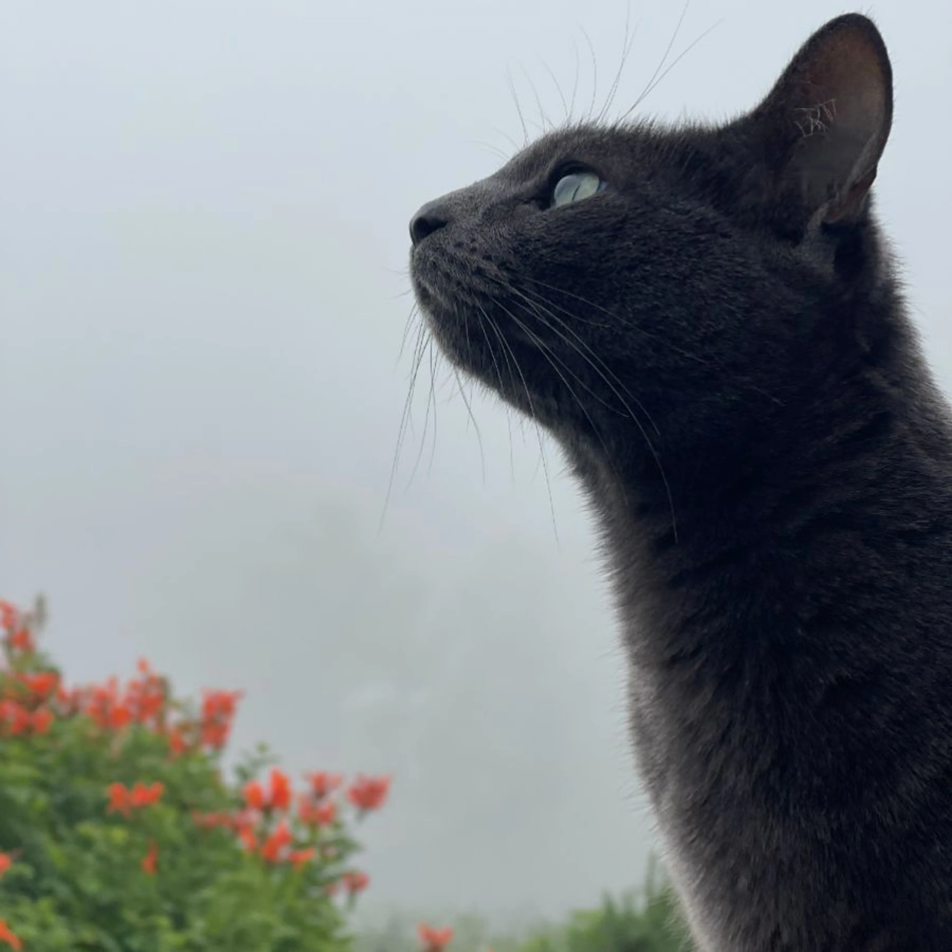 Lost pet-0