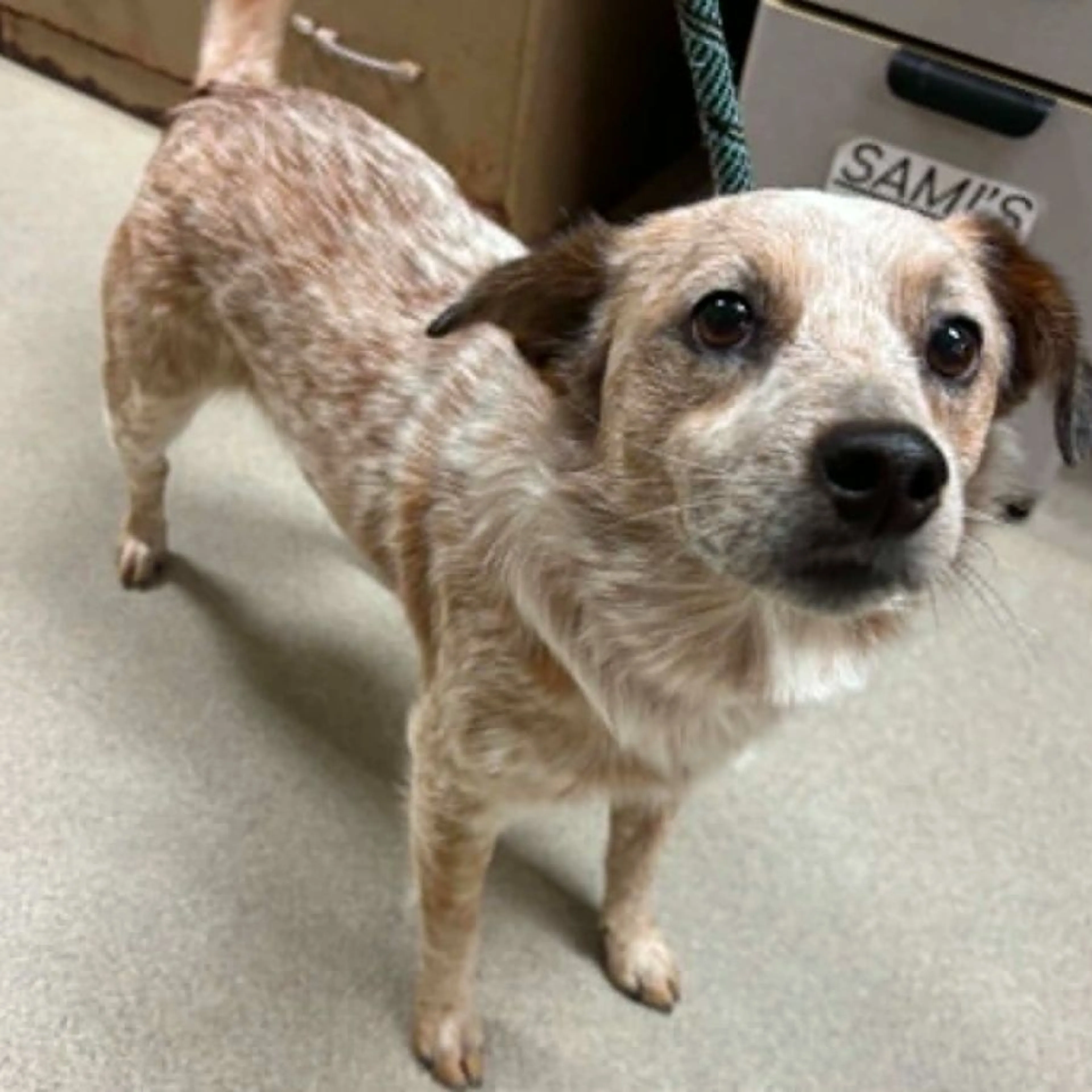 Found pet