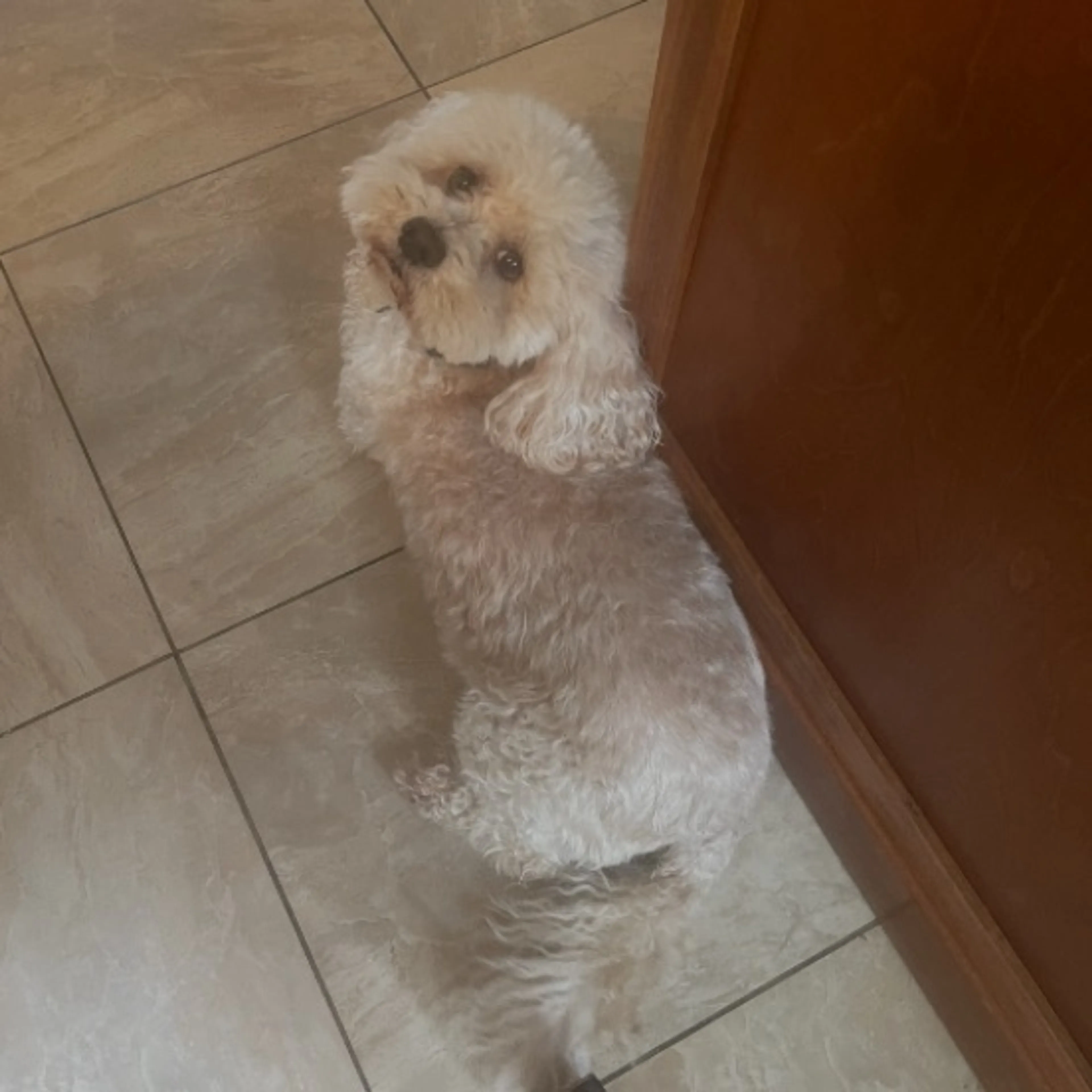 Lost pet