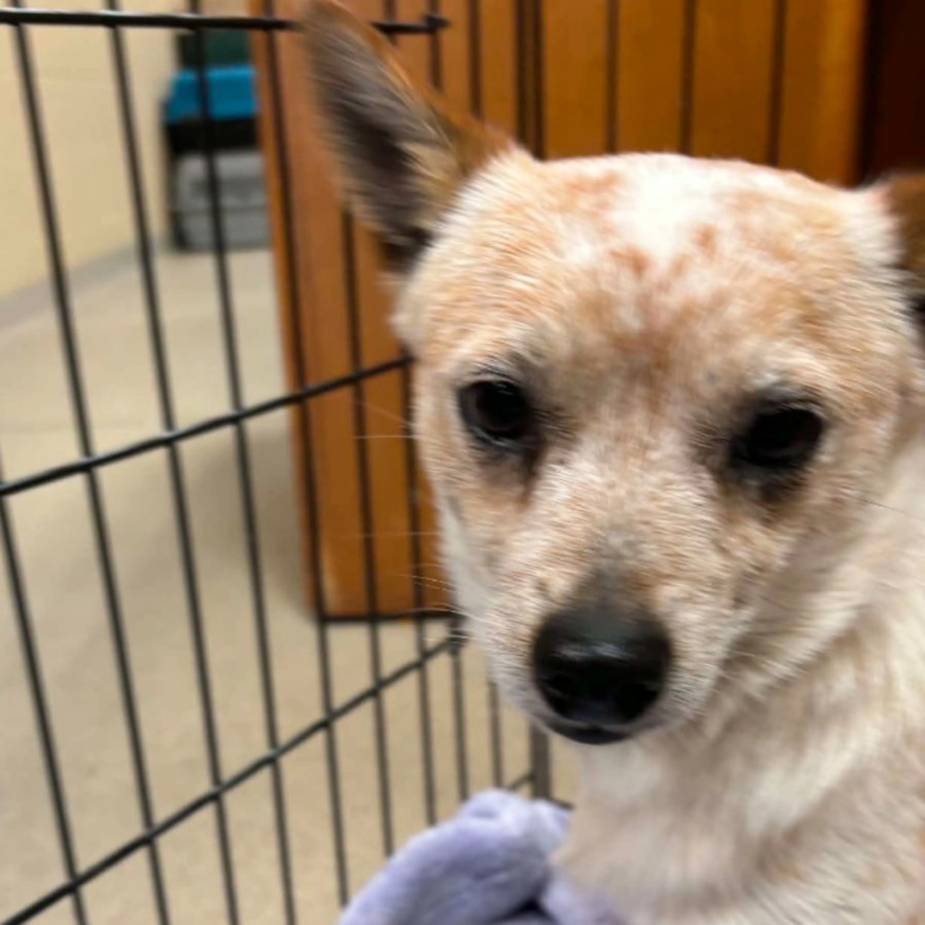 Found pet