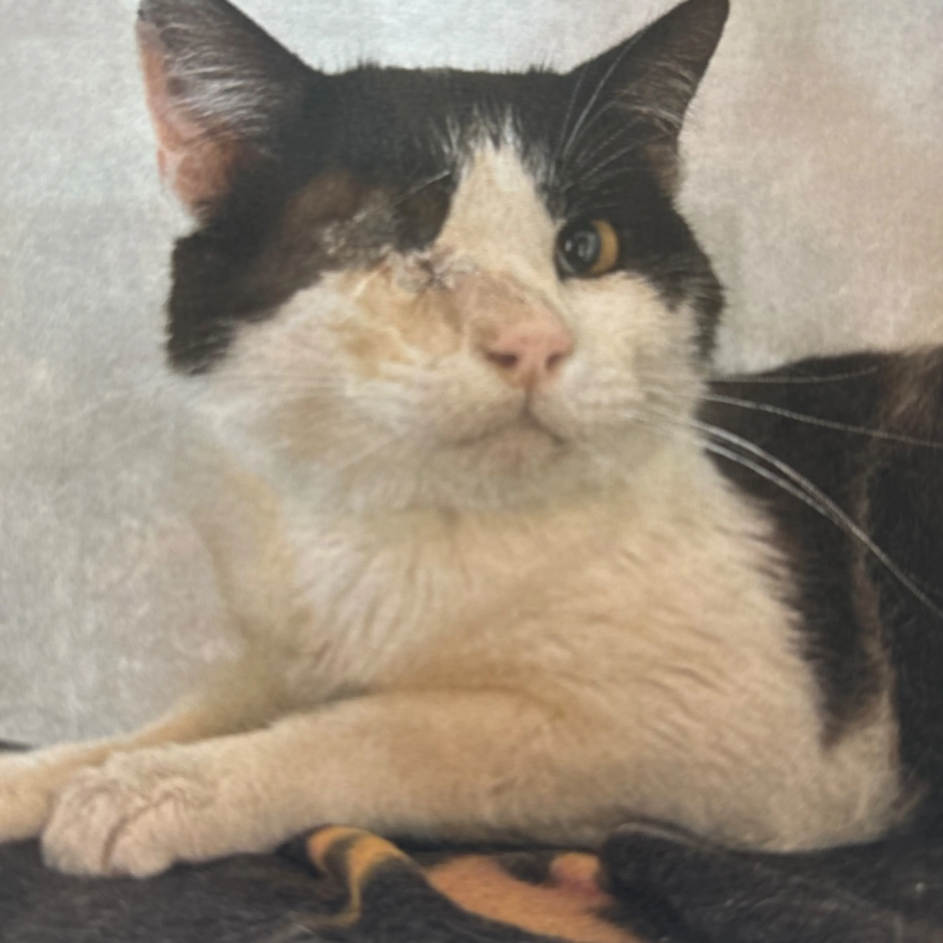 Lost pet