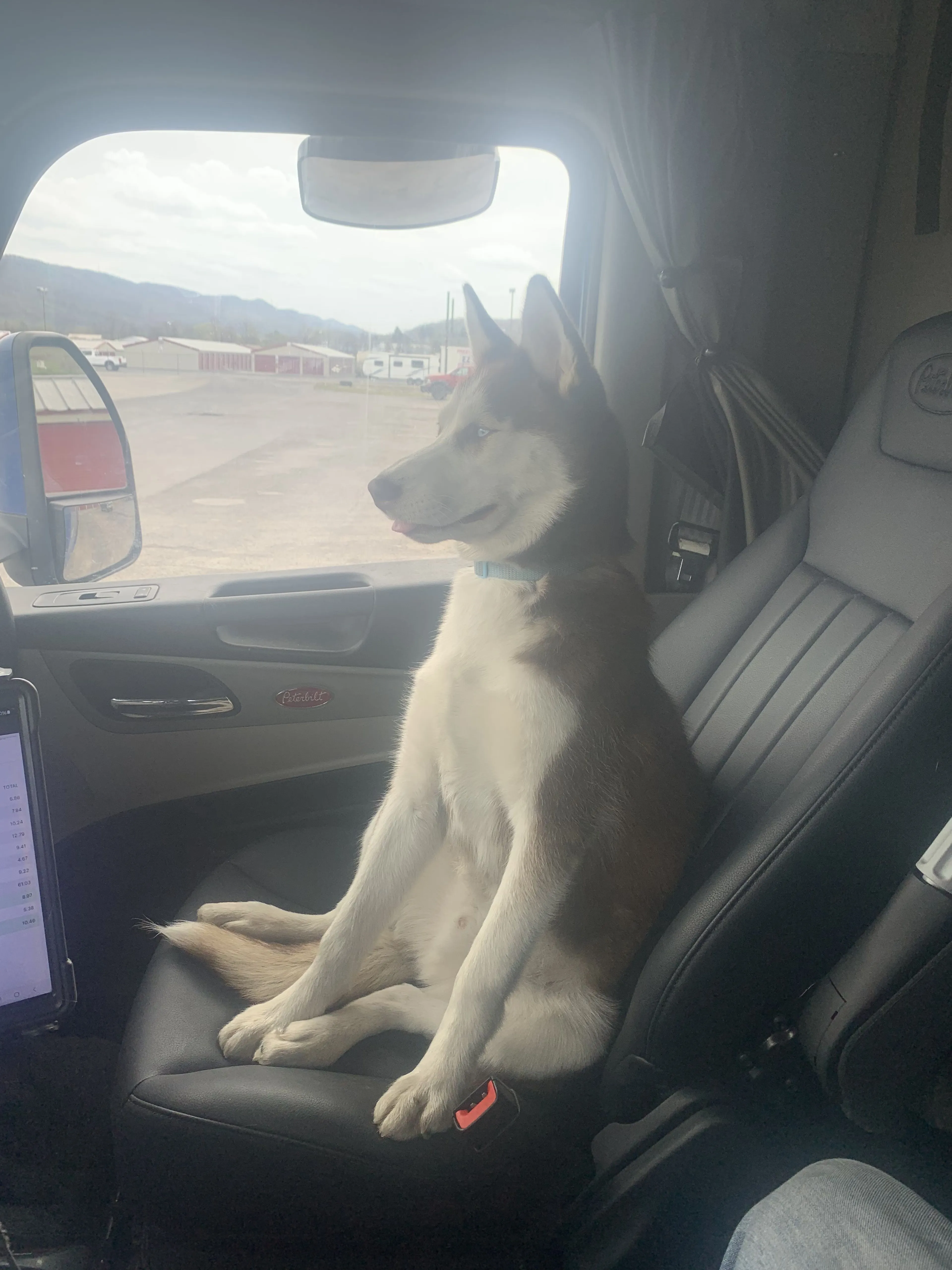 Lost pet-1
