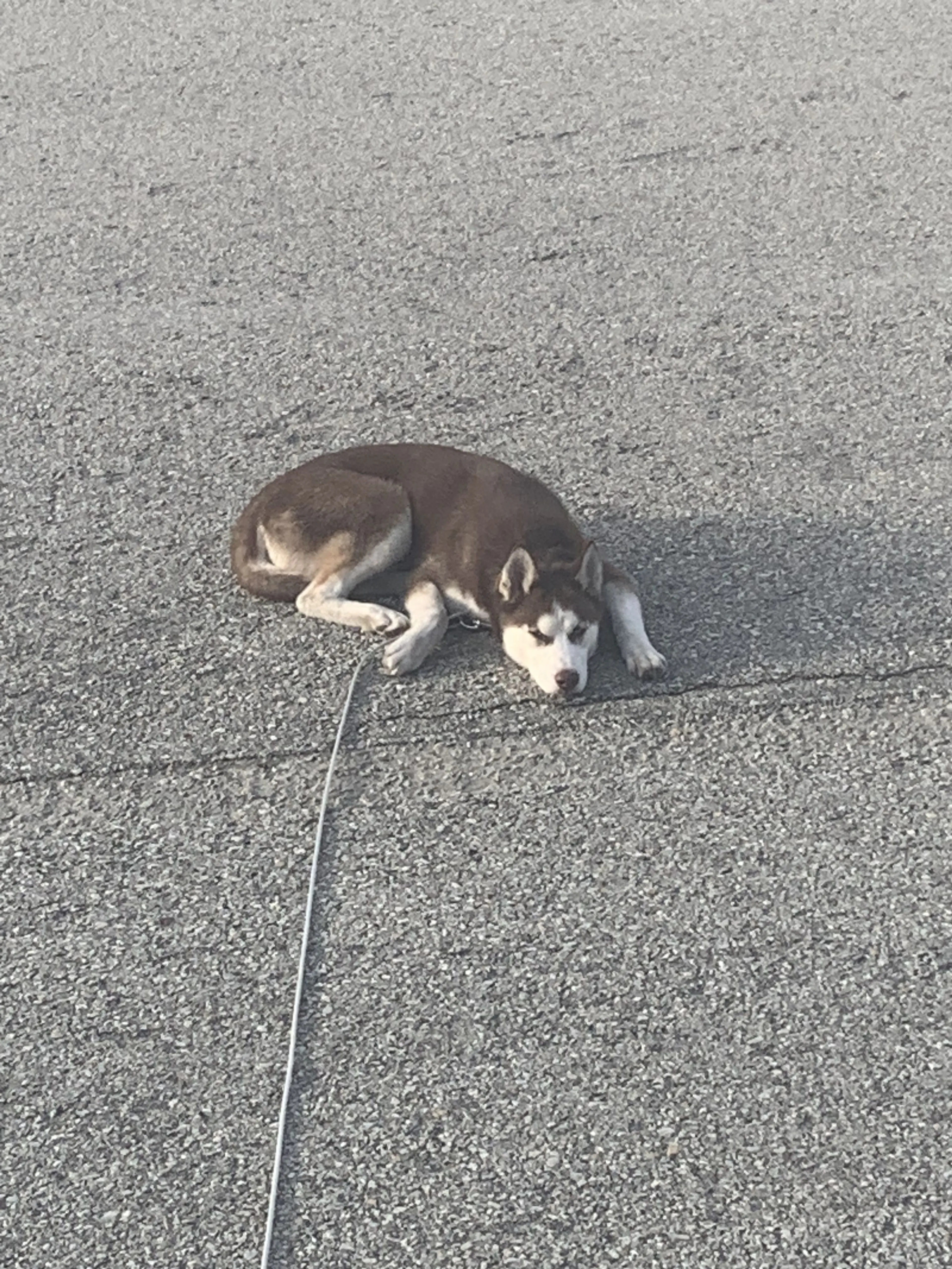Lost pet-0
